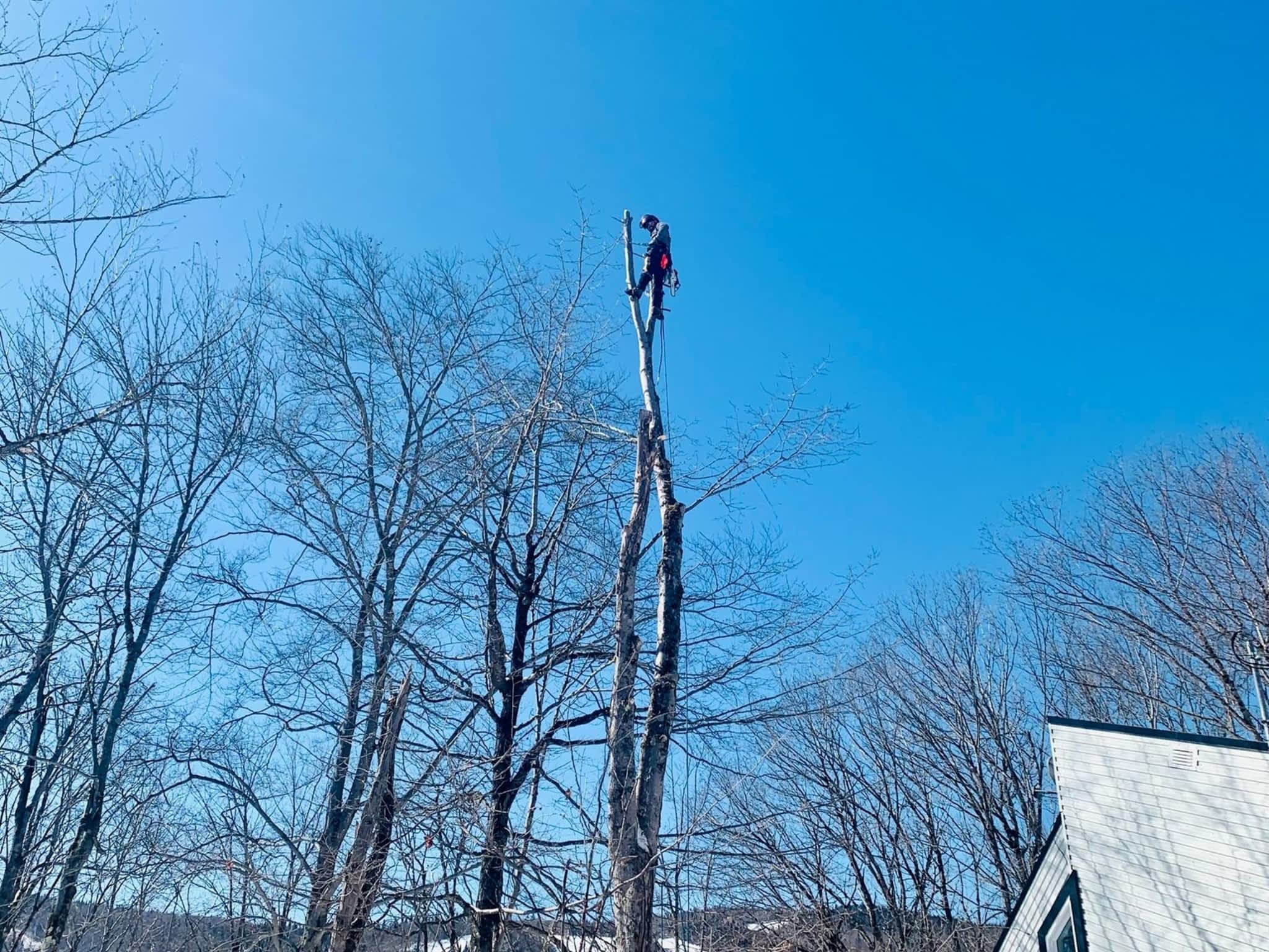 photo Arboriculture DB Inc.