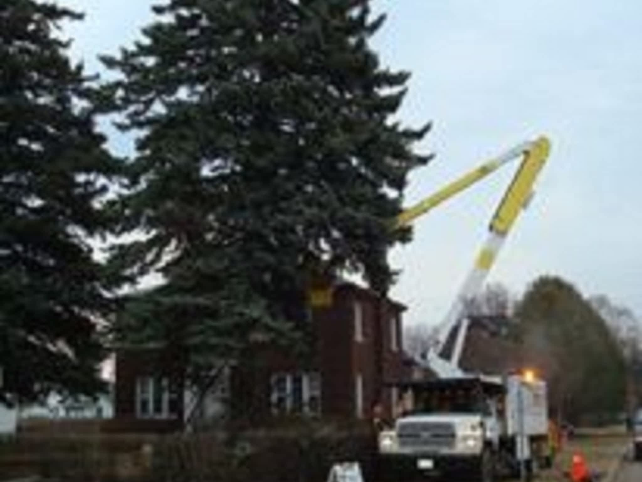 photo Macsemchuk Tree Services