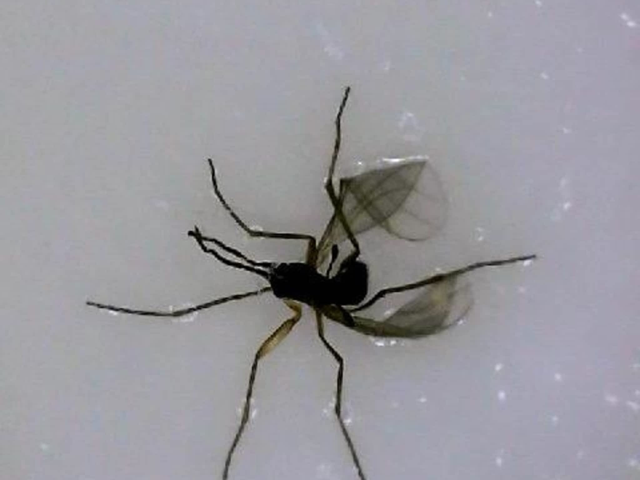 photo Phantom Pest Control Maple Ridge