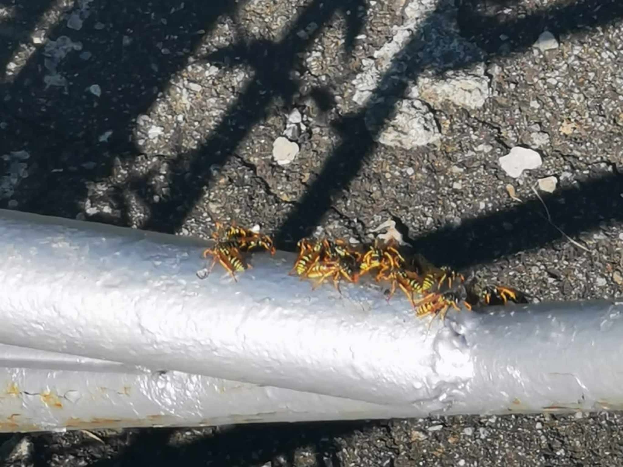 photo D Solution Extermination