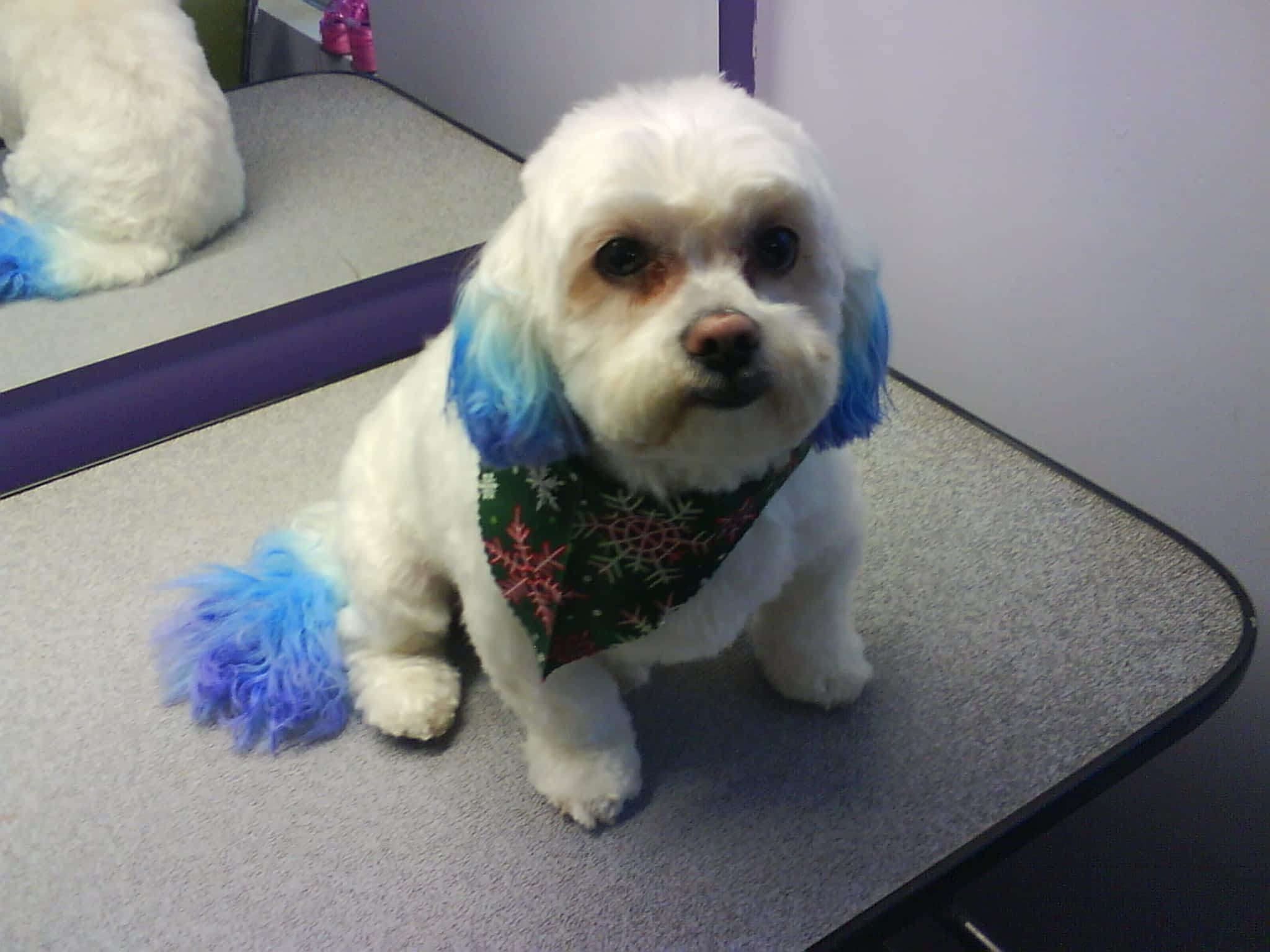 photo Courtenay Grooming Salon