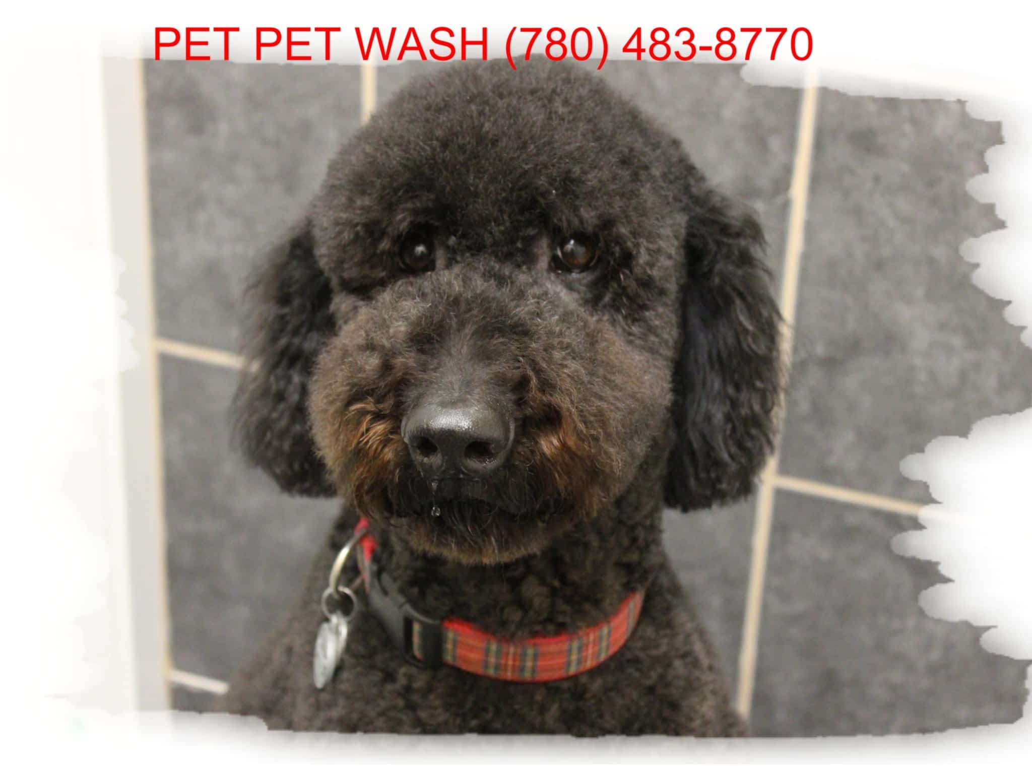 photo Pet Pet Wash Professional Dog Grooming Ltd