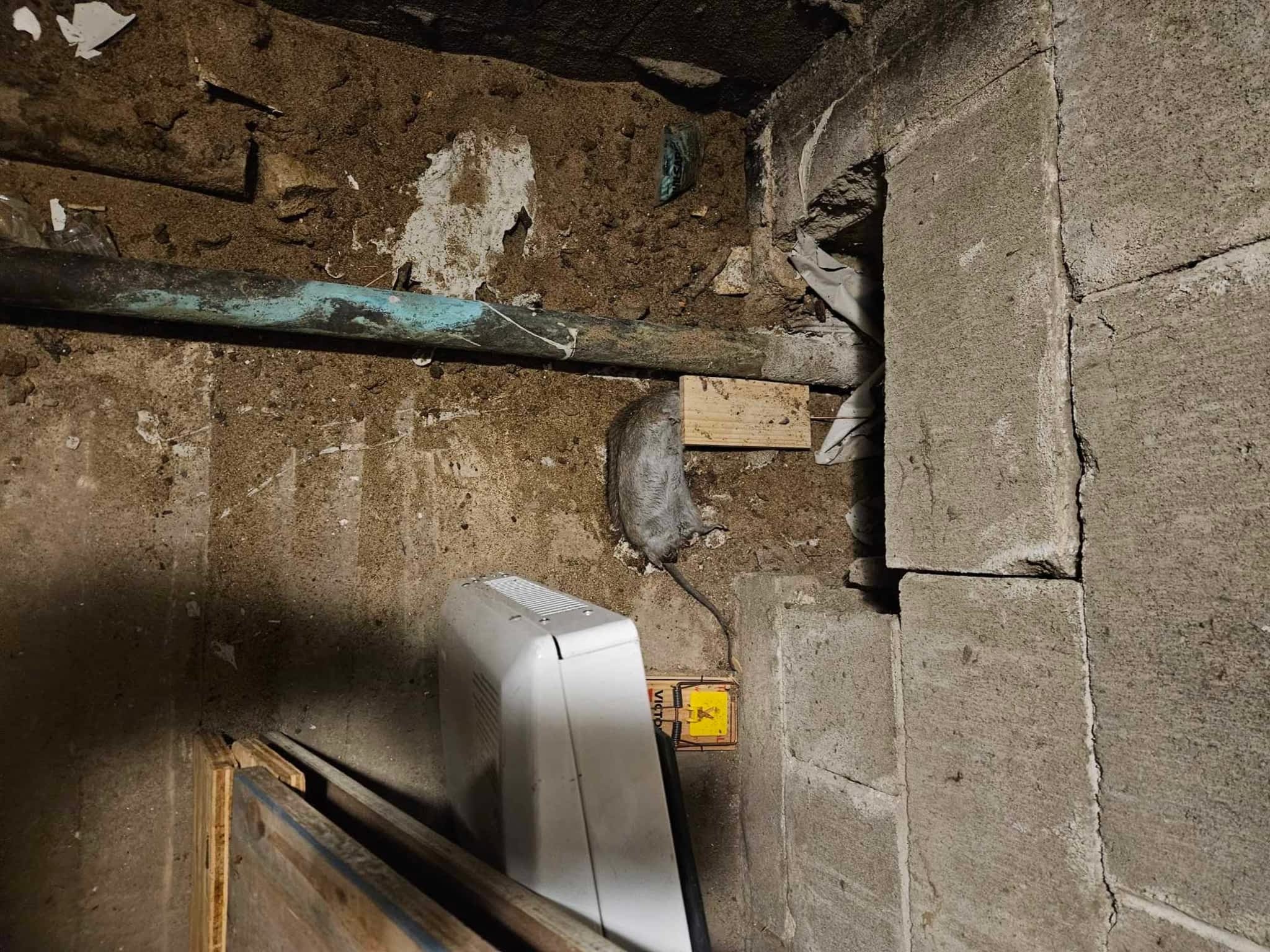 photo D Solution Extermination