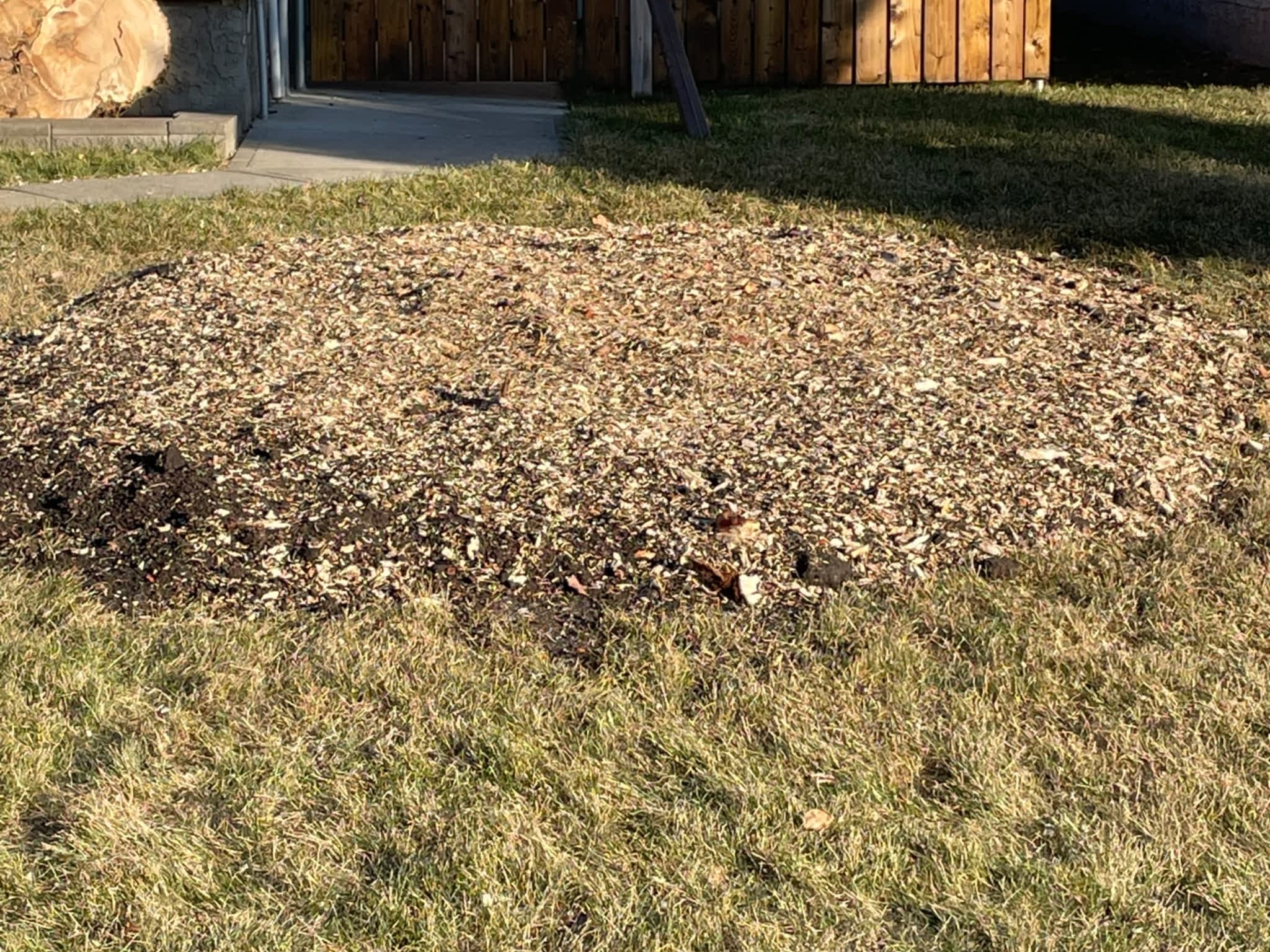 photo Grindpro tree stump grinding