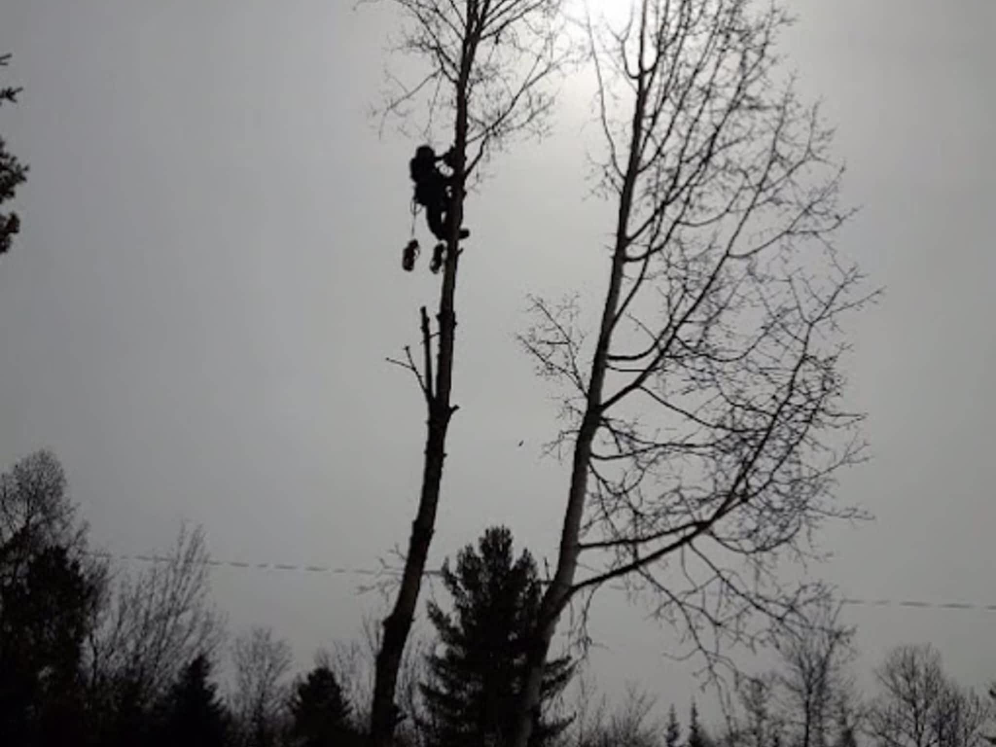 photo Abattage Maisonneuve