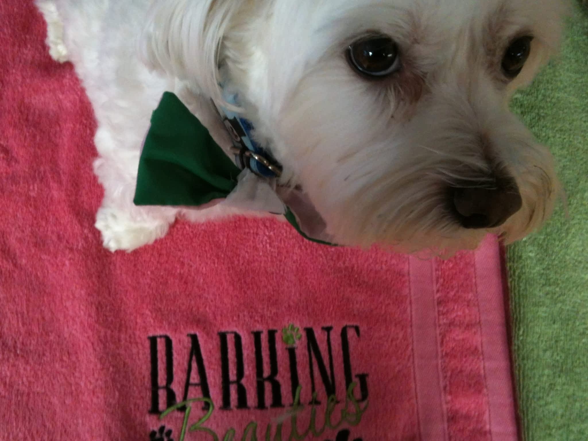 photo Barking Beauties Pet Spaw