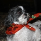 Mutkut Dog Grooming - Pet Grooming, Clipping & Washing