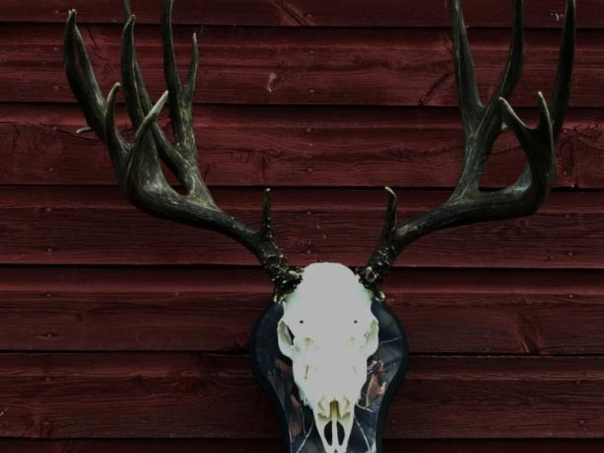 photo Wild By Nature Taxidermy