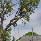 Absolute Tree Removal - Service d'entretien d'arbres