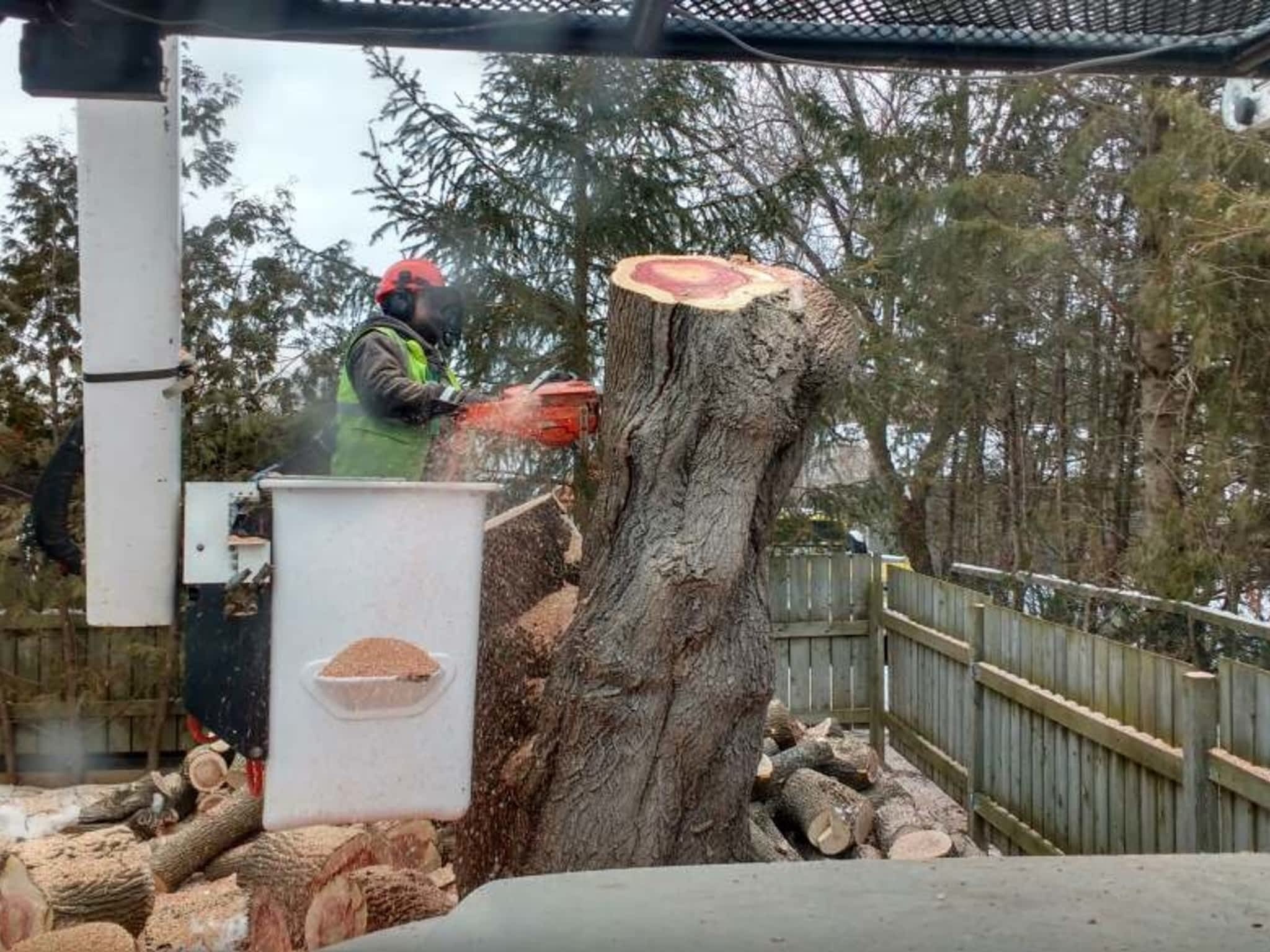 photo Deep Roots Quality Tree Services