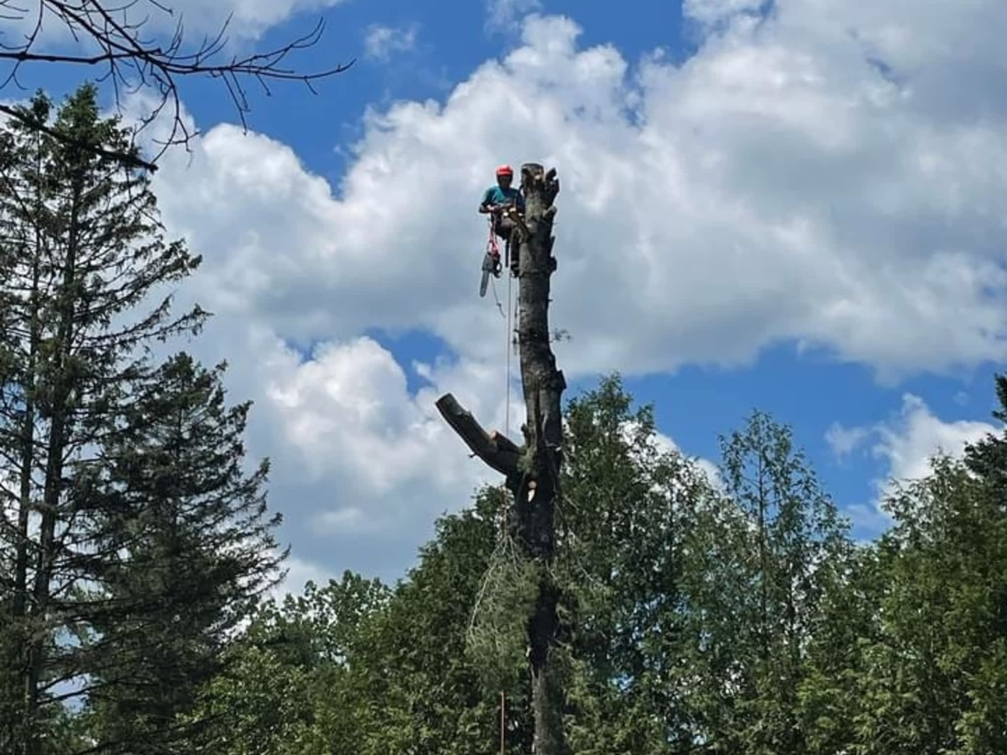 photo BEast Tree Service
