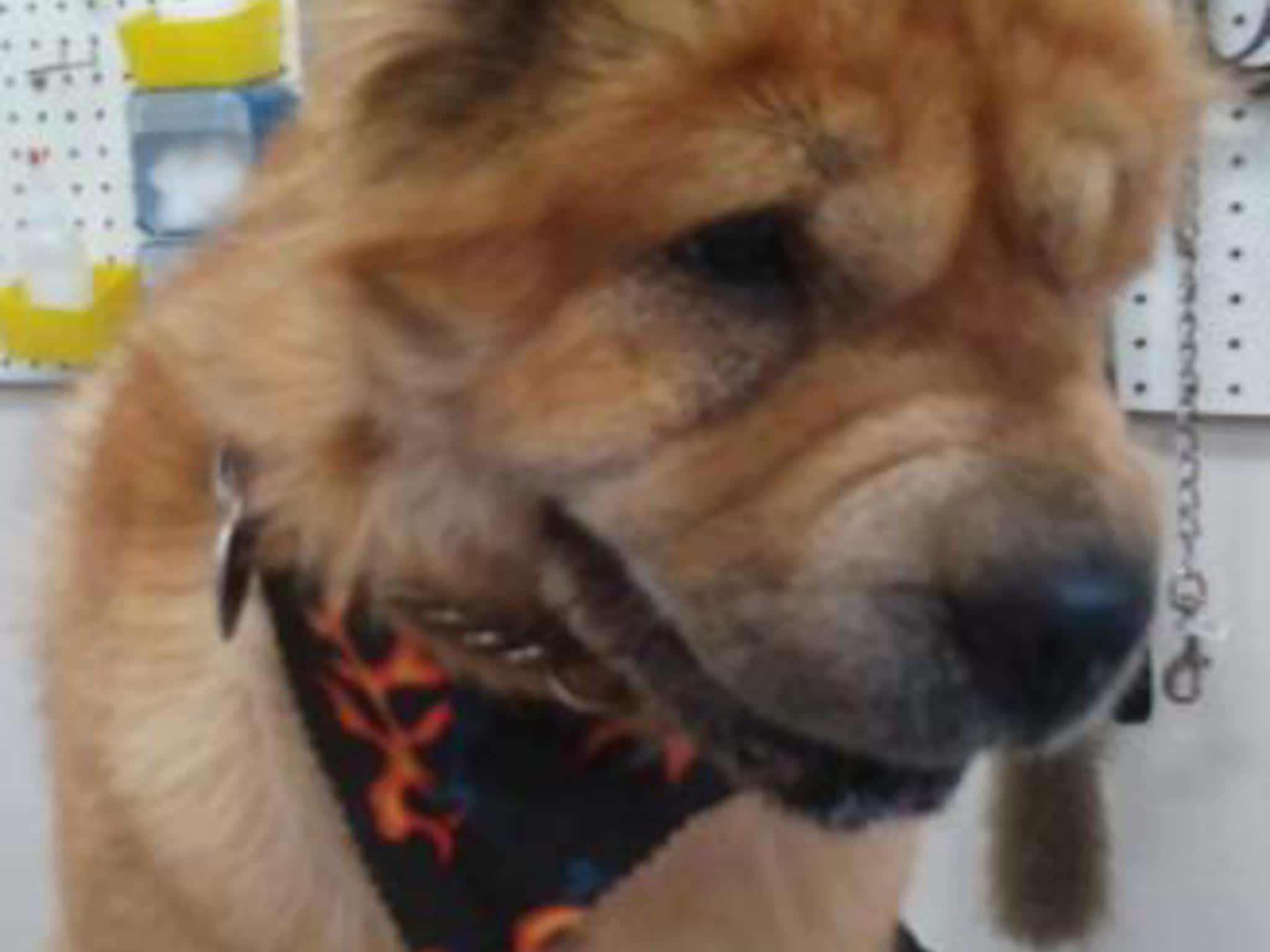 photo Thoughtful Paws