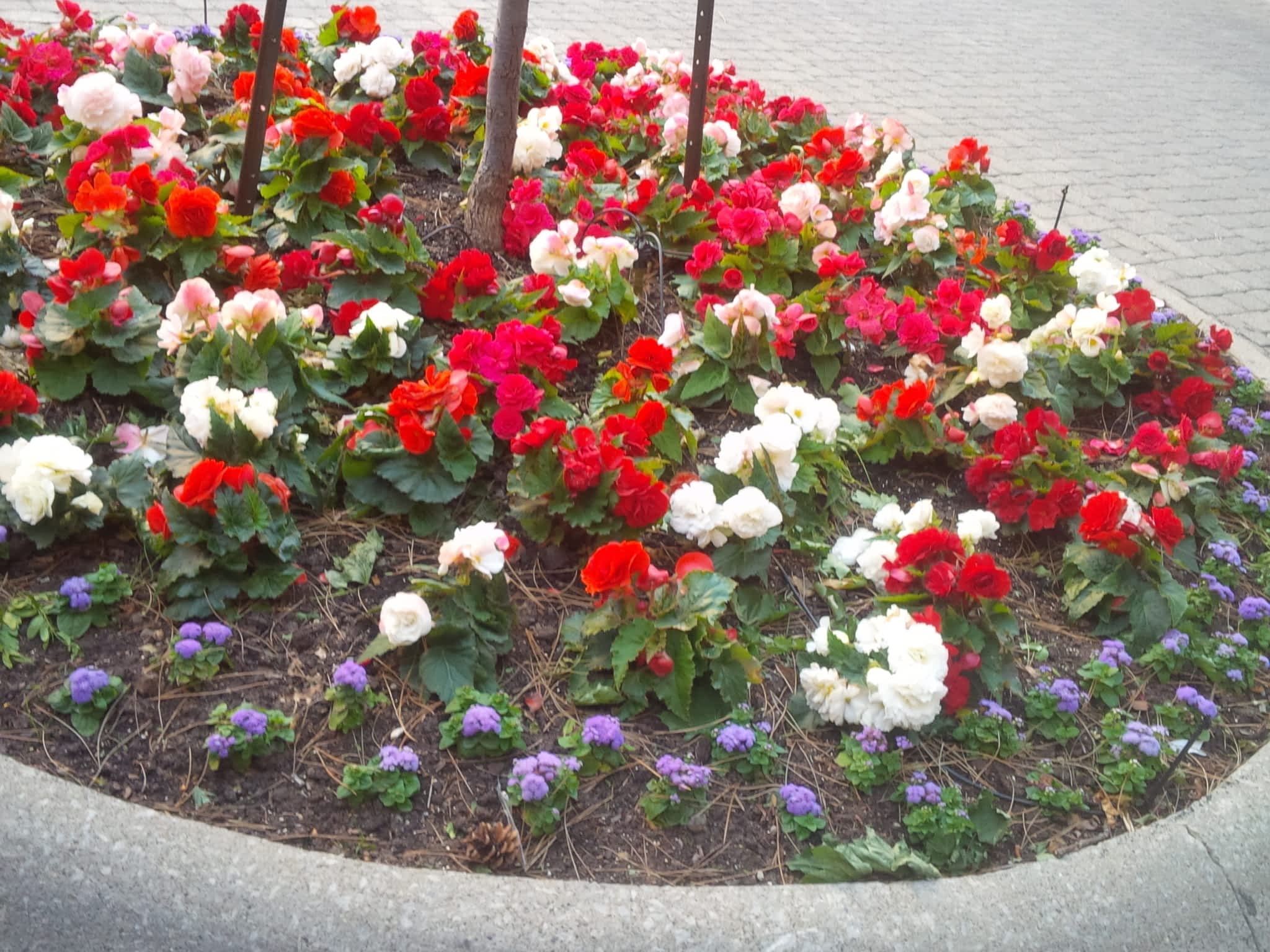 photo Markham Property Management