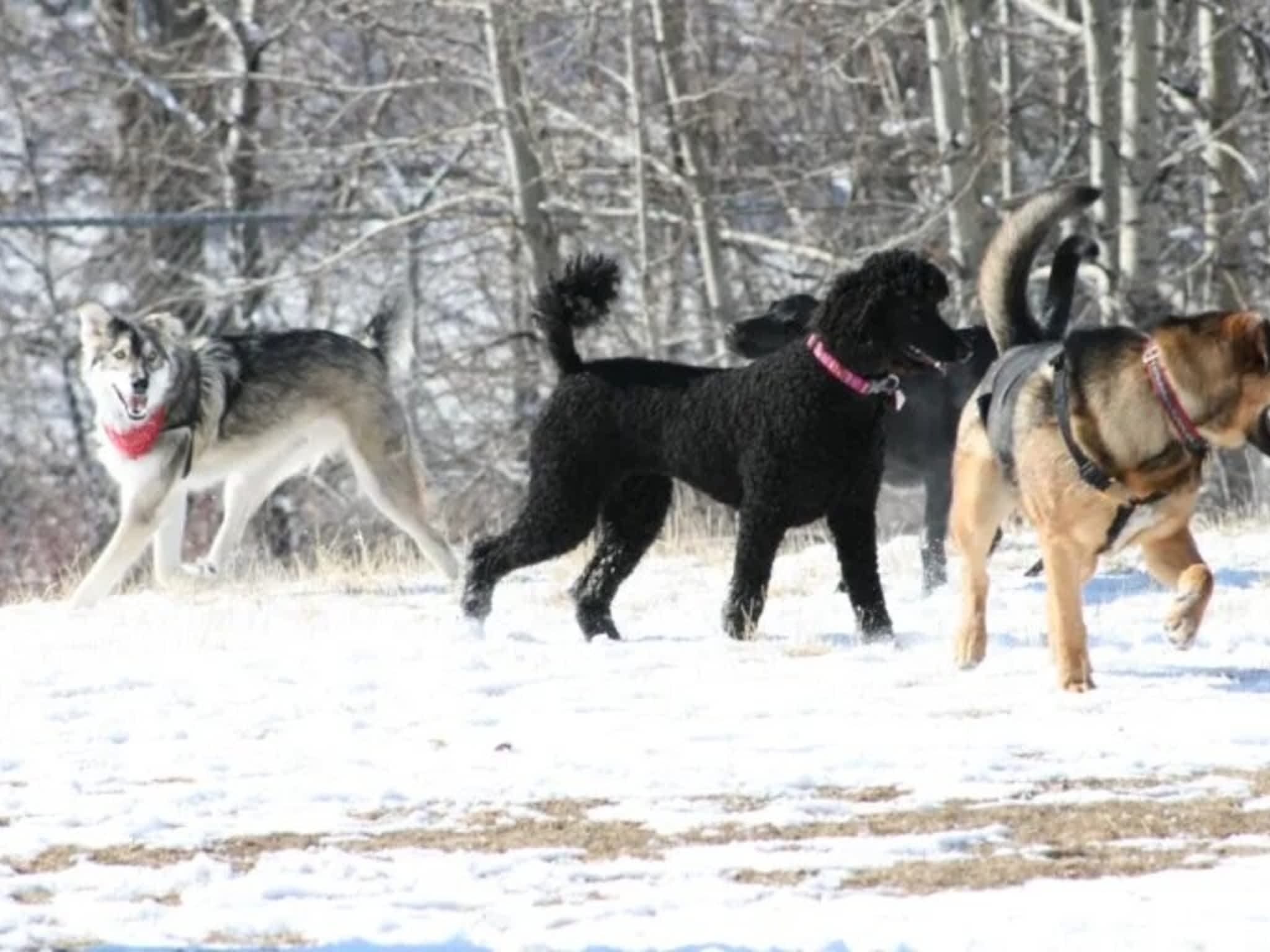 photo Dog Squad - Calgary Dog Trainer