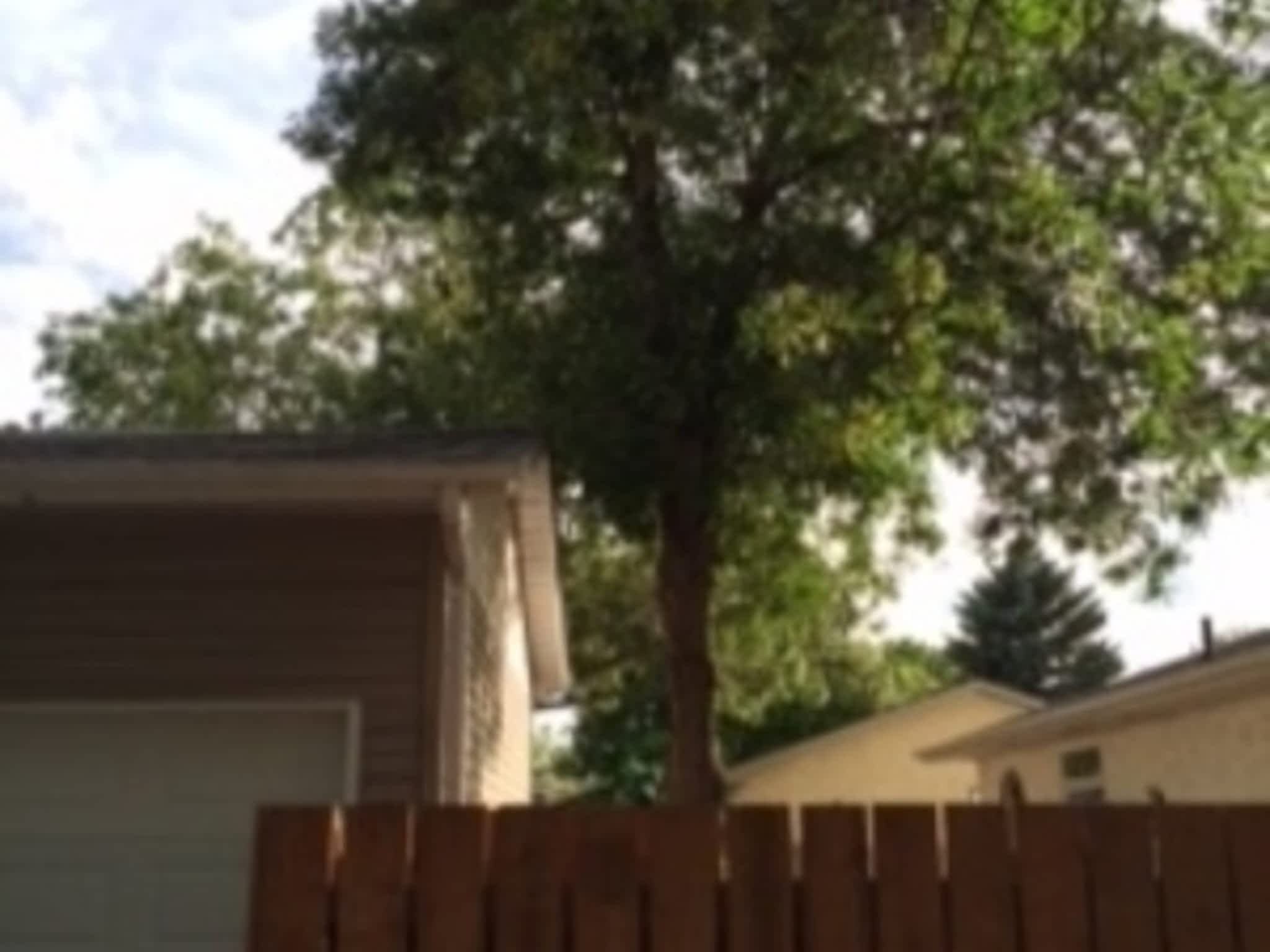 photo CarLen Tree Service