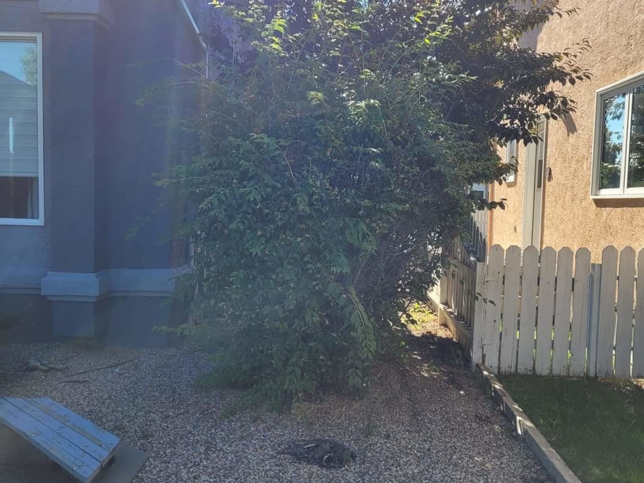 photo Tribe Tree and Yard Services