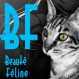 Voir le profil de Chatterie Beauté Féline, Éleveur de Savannah, Caracat et Chausie - Fabreville