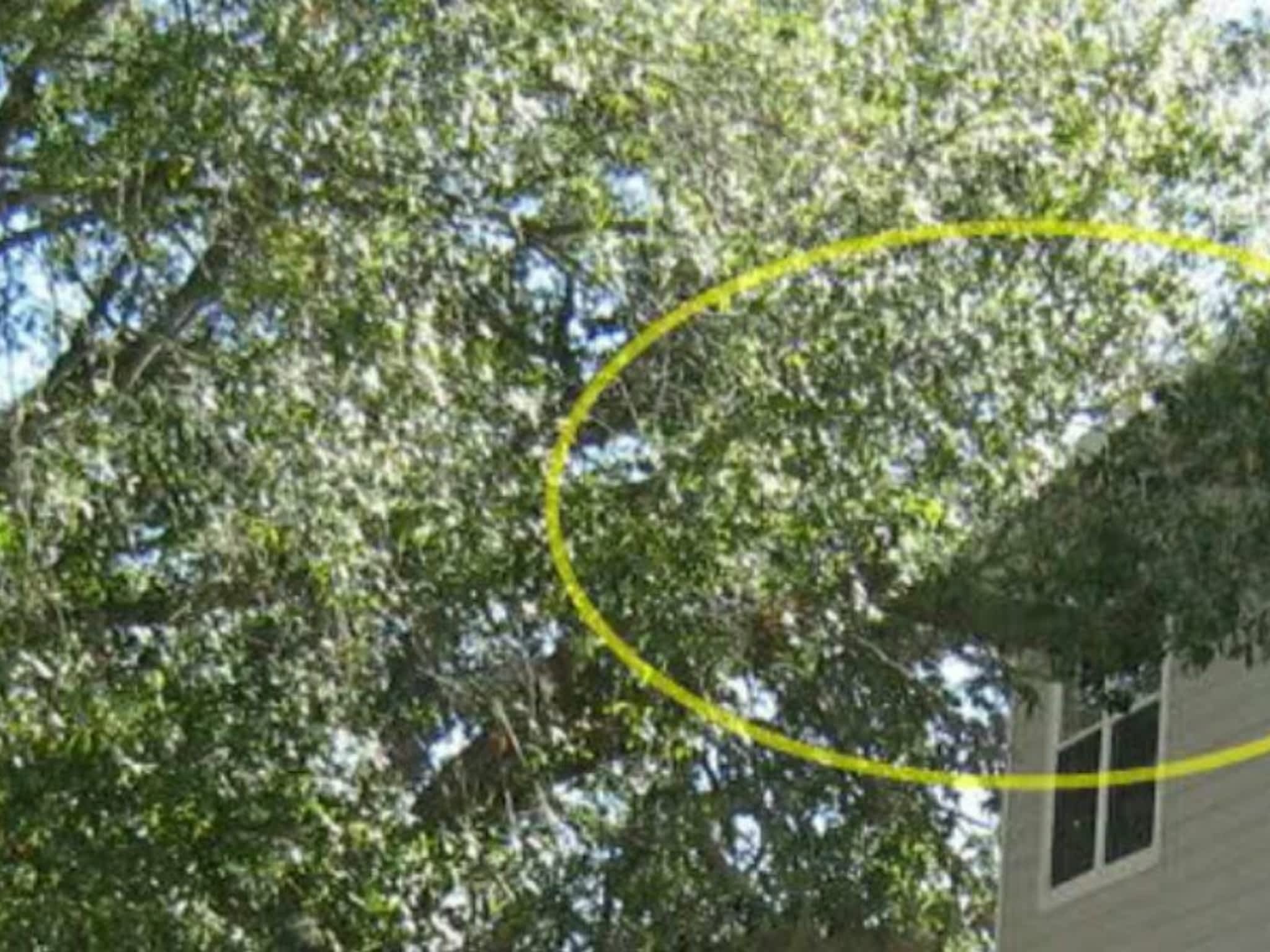 photo Tyrel's Tree Service