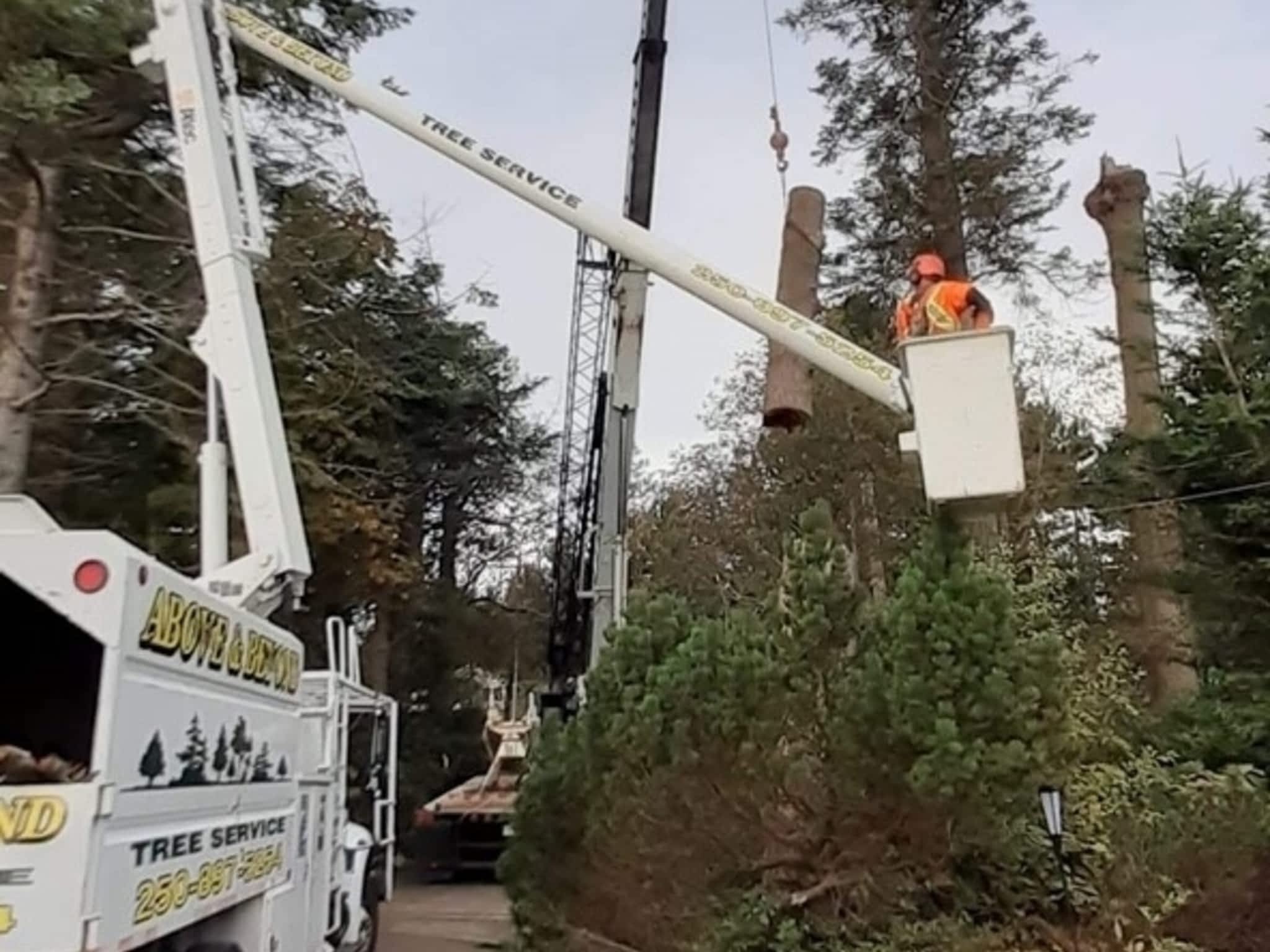 photo Above & Beyond Tree Service