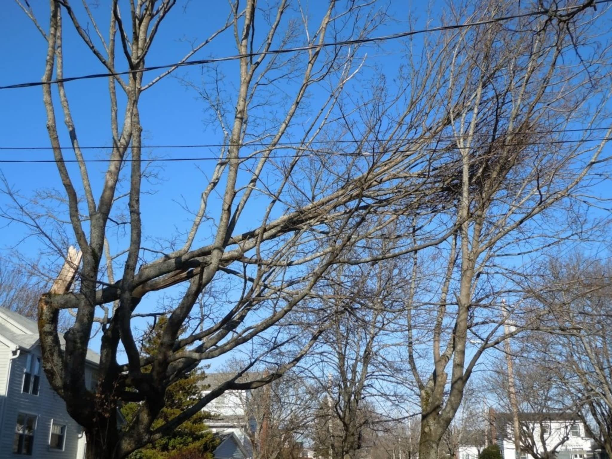 photo Solid Tree Care