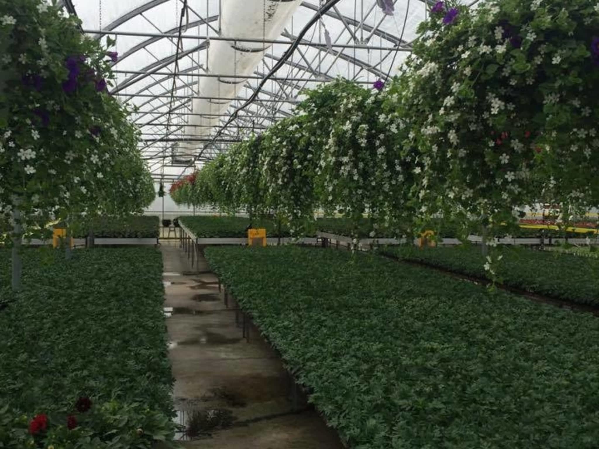 photo van Roode Greenhouses