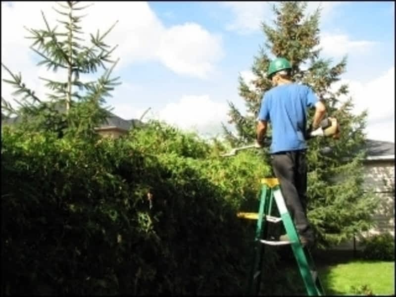 Colonial Tree Service Inc | Canpages