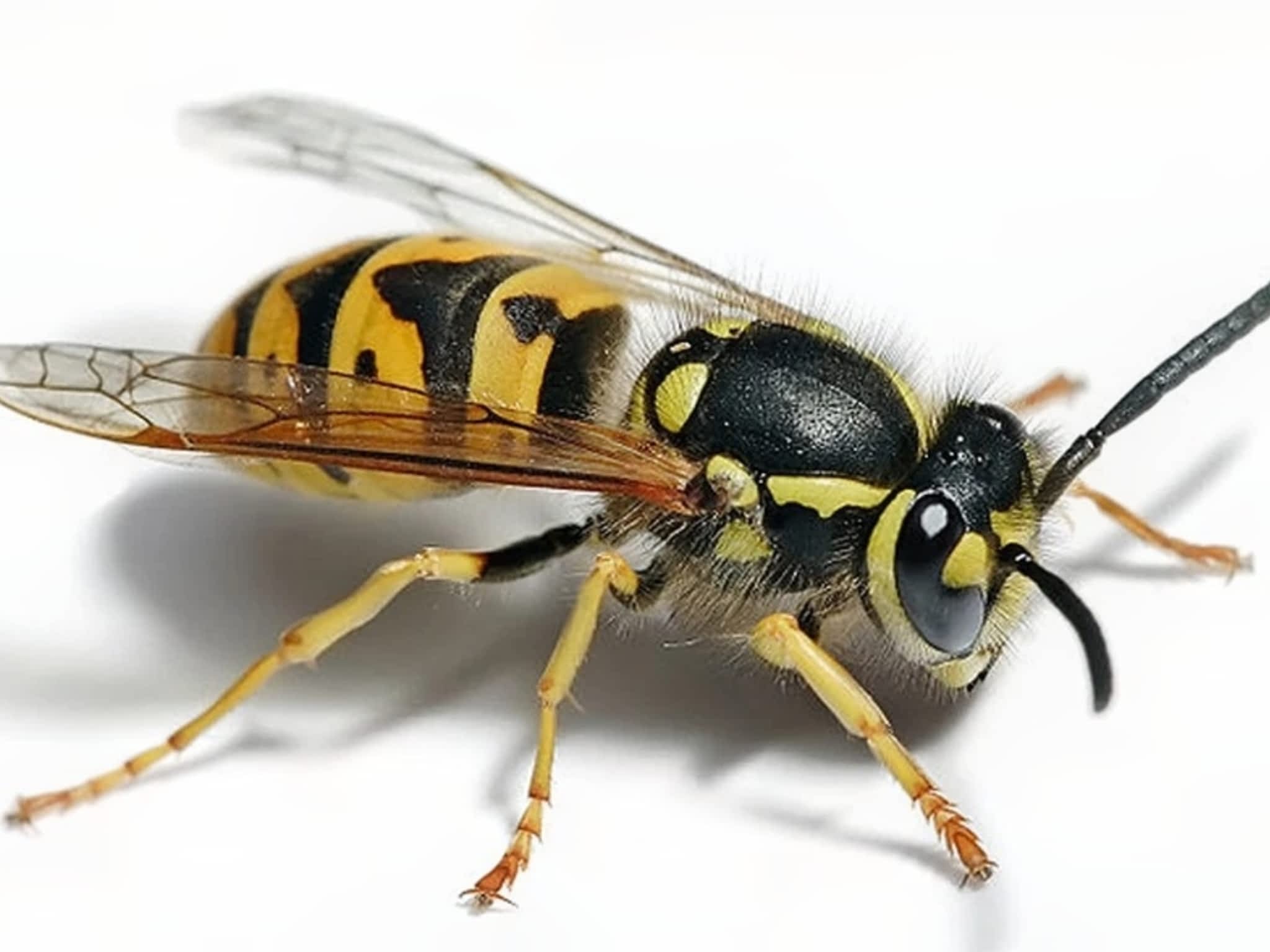 photo Grenier Faune Expert