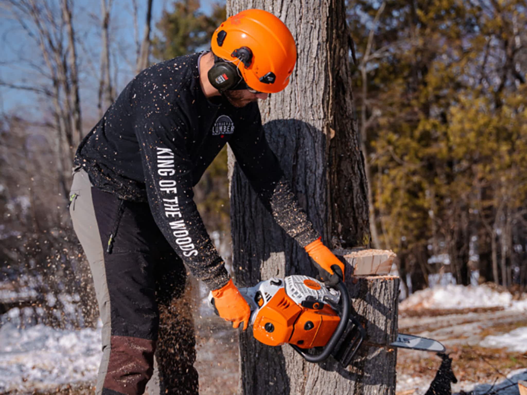 photo Twigs & Trunks