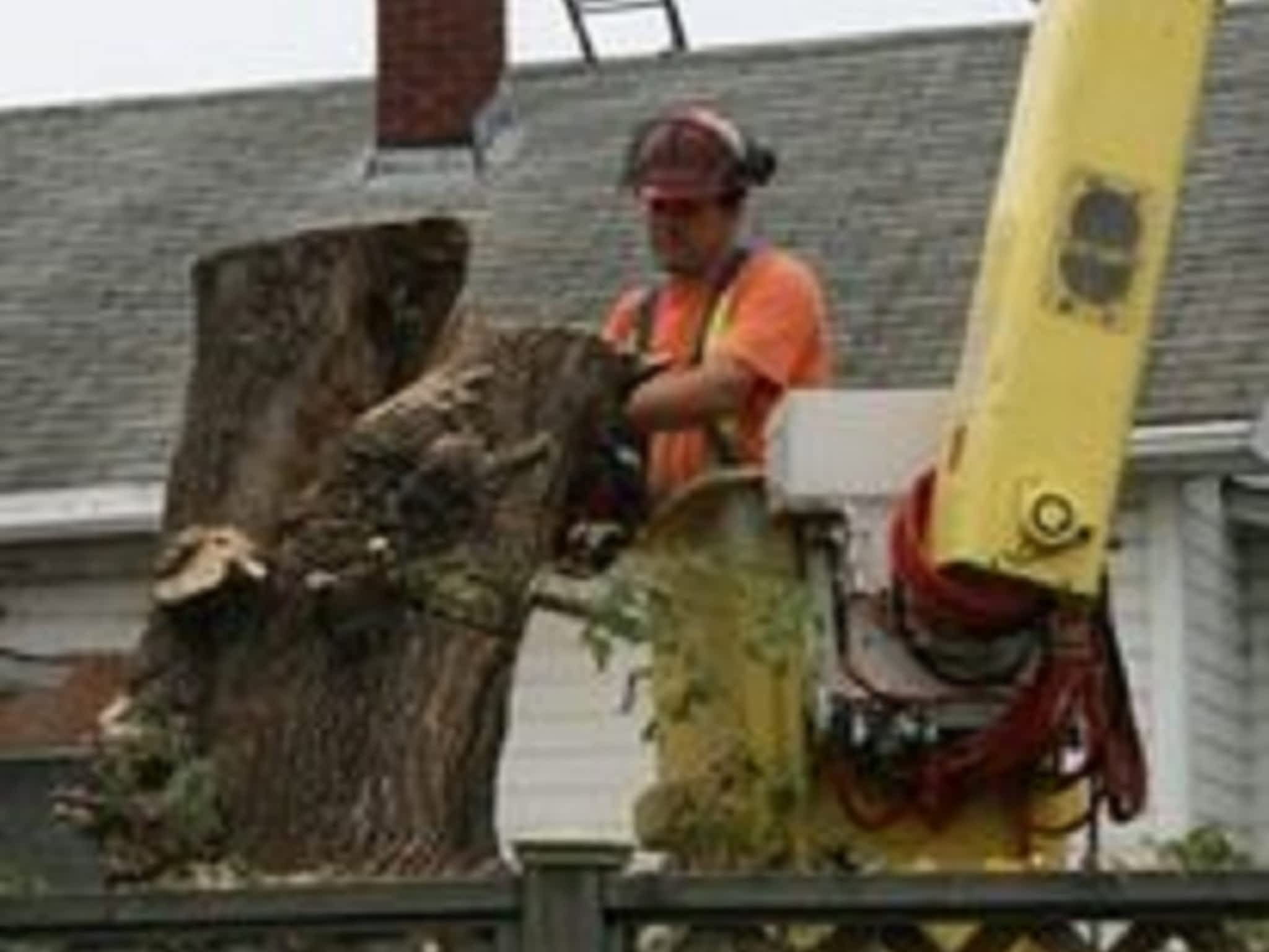 photo Macsemchuk Tree Services