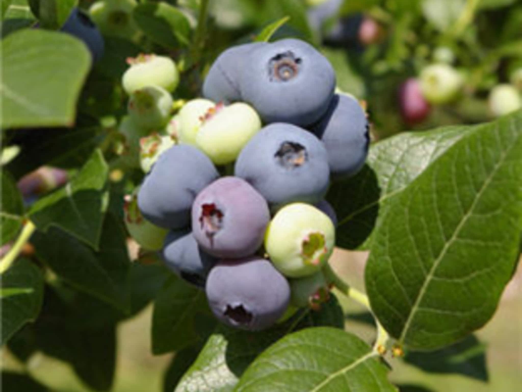 photo Aux P'tits Fruits Enr