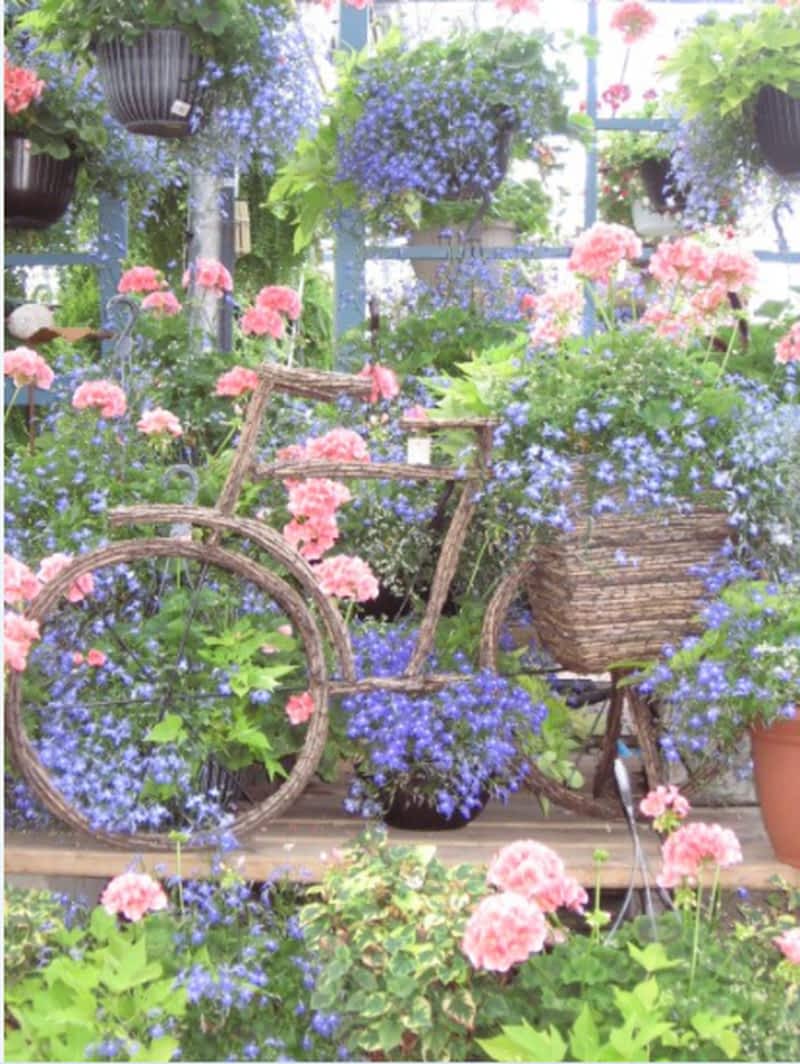 【中古】 Paradise Gardens Headington ,Baines ,Ireland ,Banks Barnsdale Gardens 40th Anniversary at BBC Gardeners' World