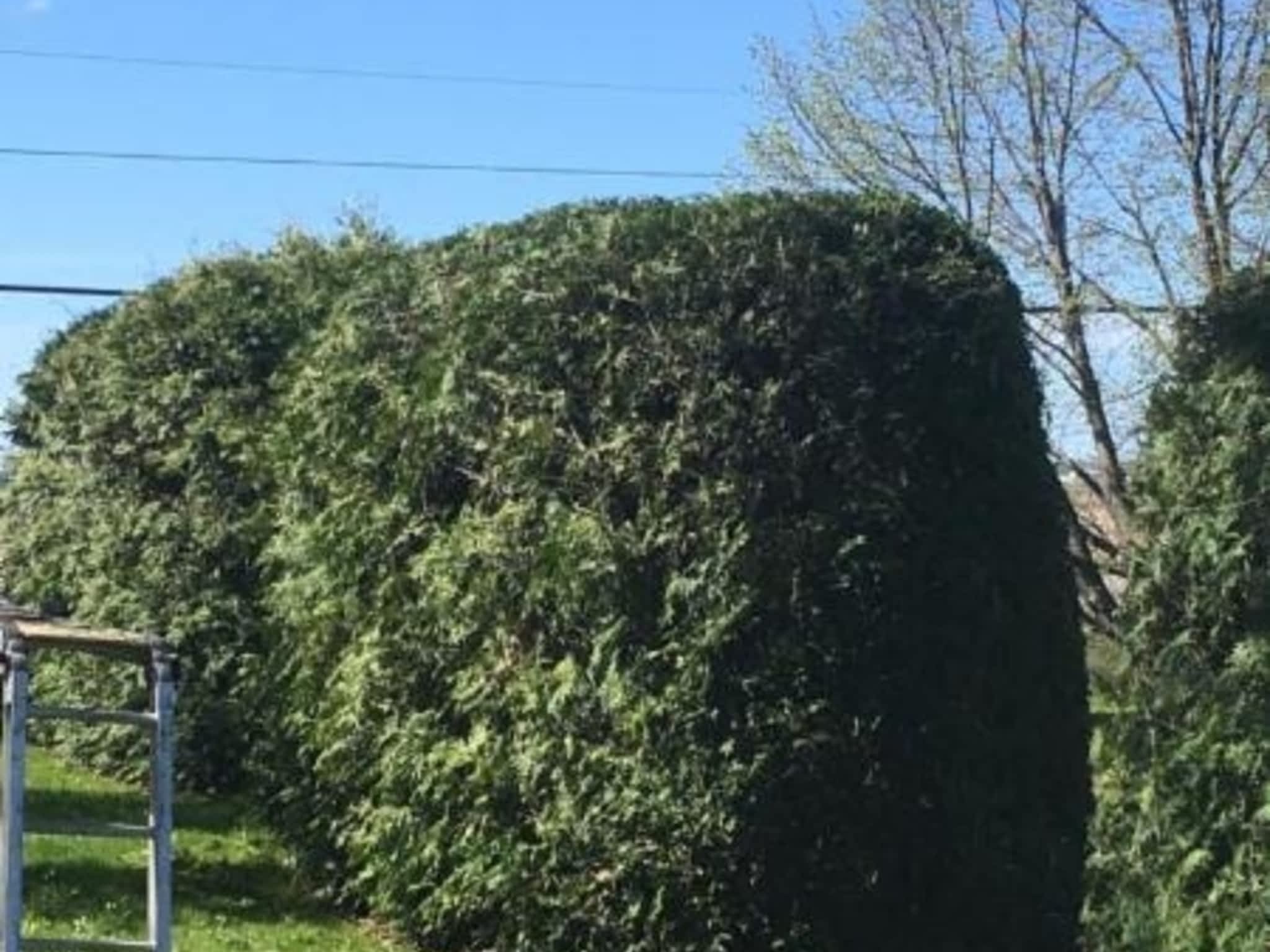 photo Benoit et ces Arbustes