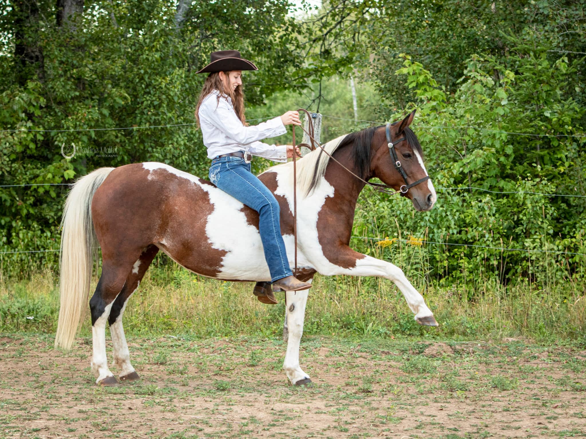 photo Tomorrow Equine