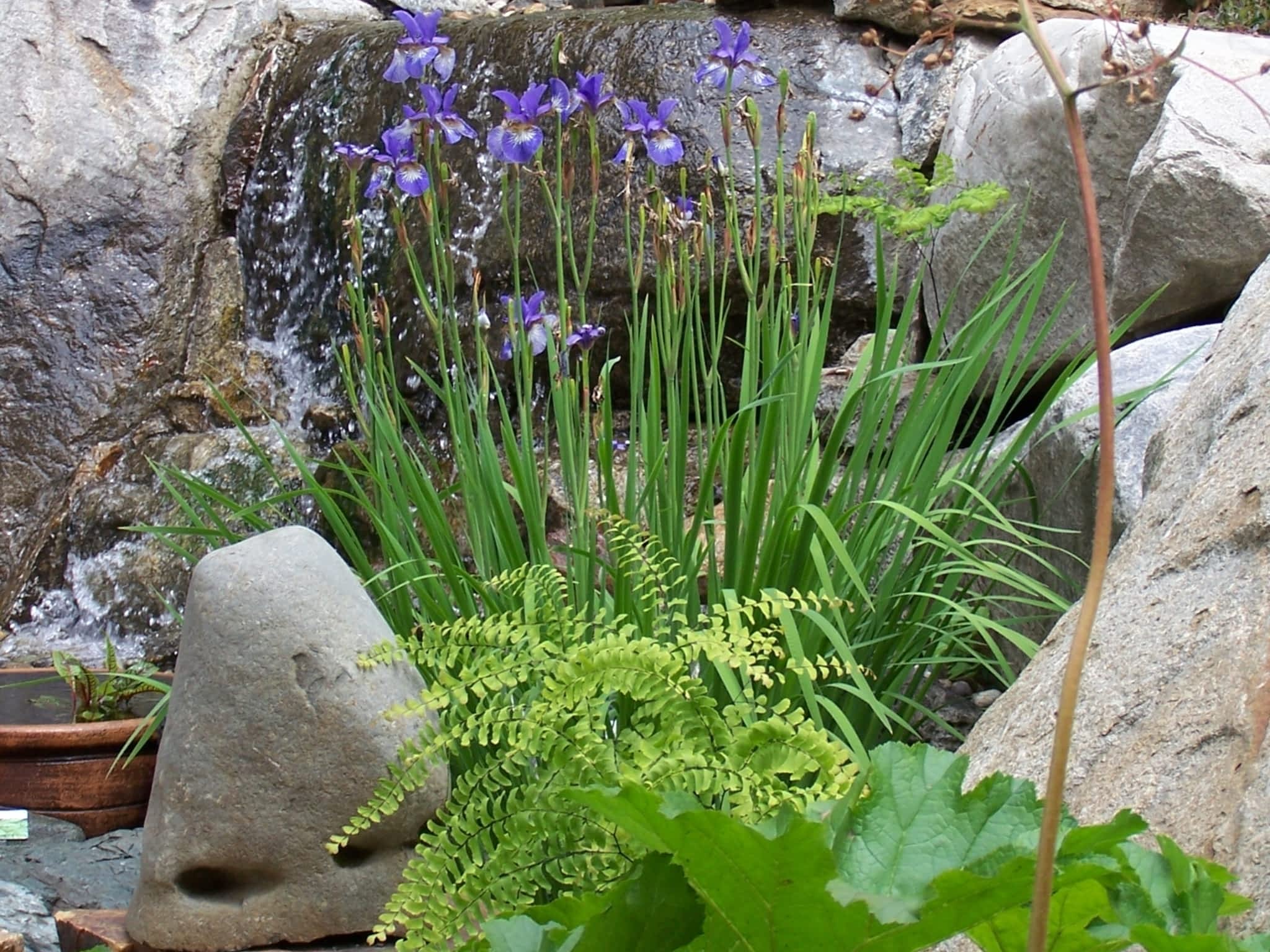 photo Bloom Garden Design