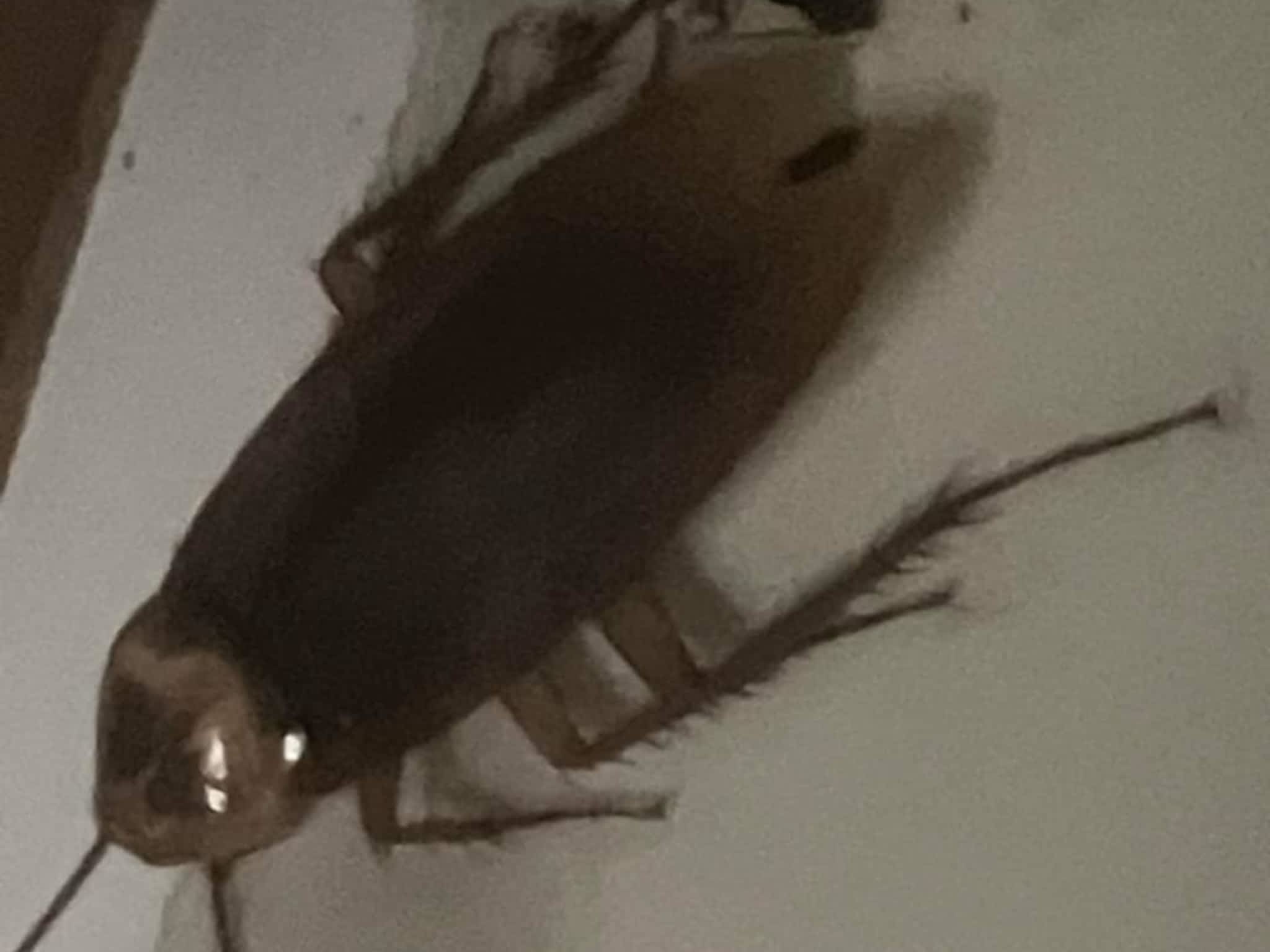 photo D Solution Extermination