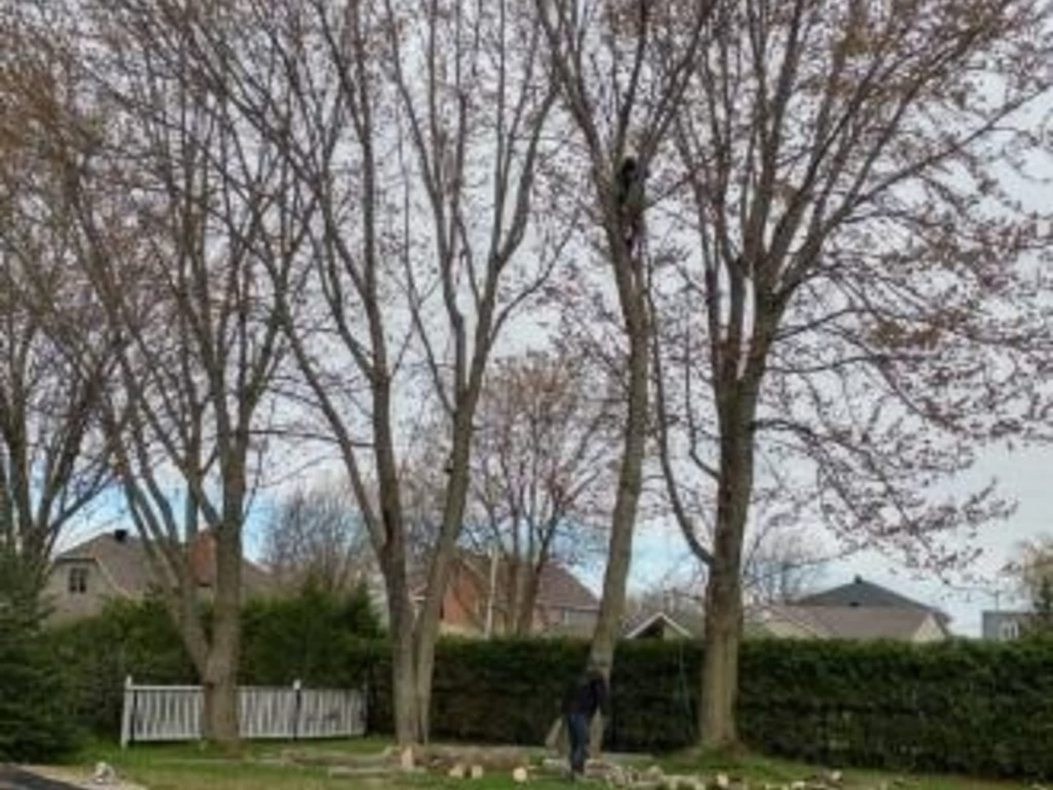 photo Émondage Félix Burelle