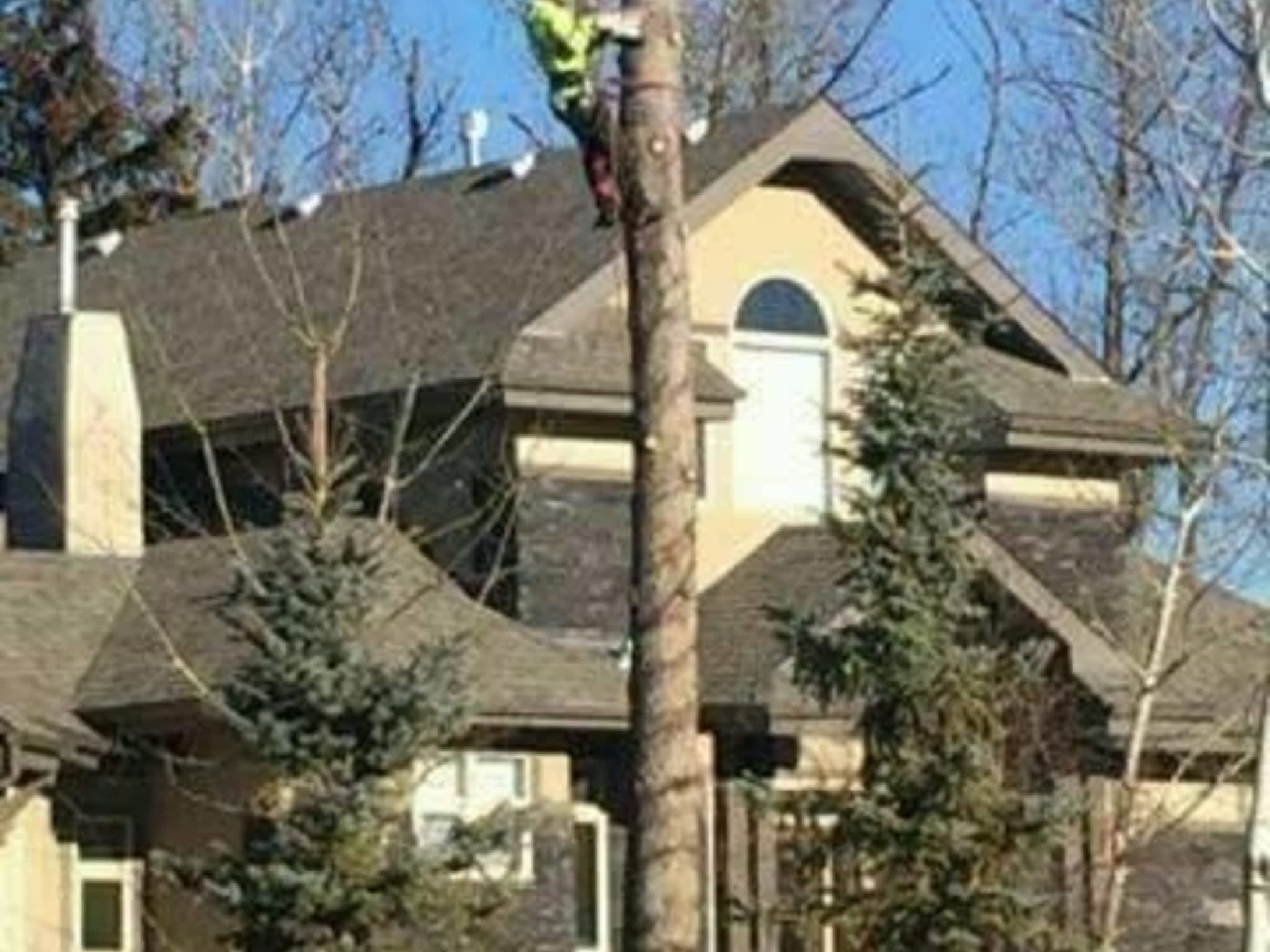 photo Tree Solutions