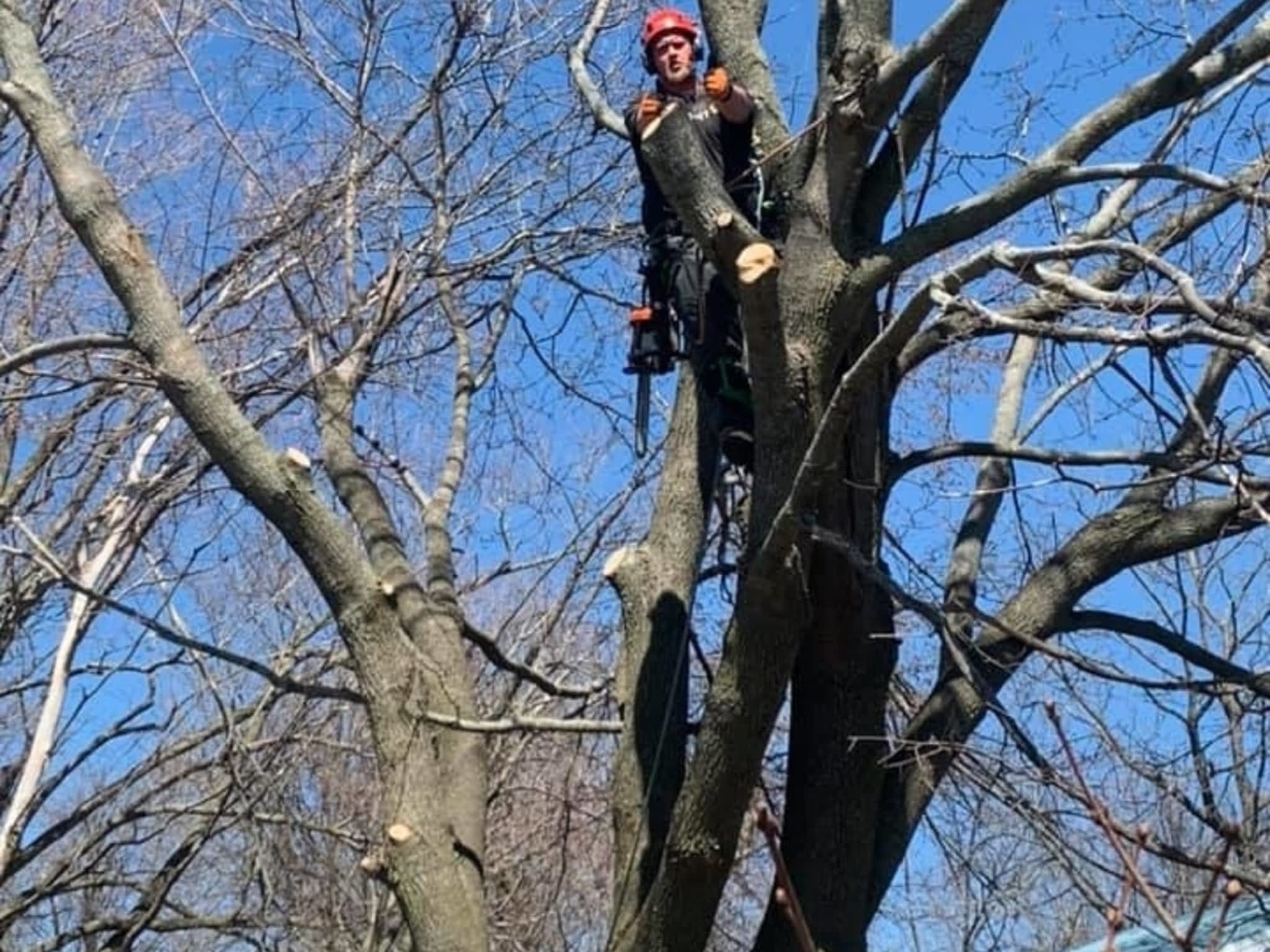 photo Sargeant Tree Removal