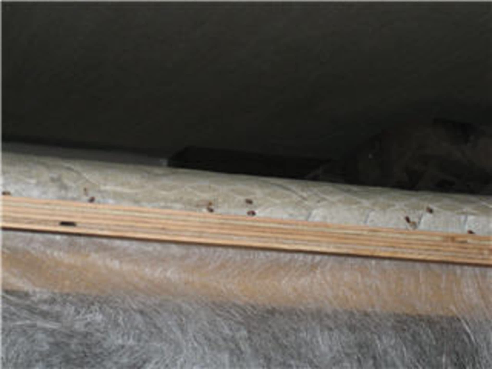 Old Island Pest Control Victoria, BC 2657 Wilfert Rd 203 Canpages