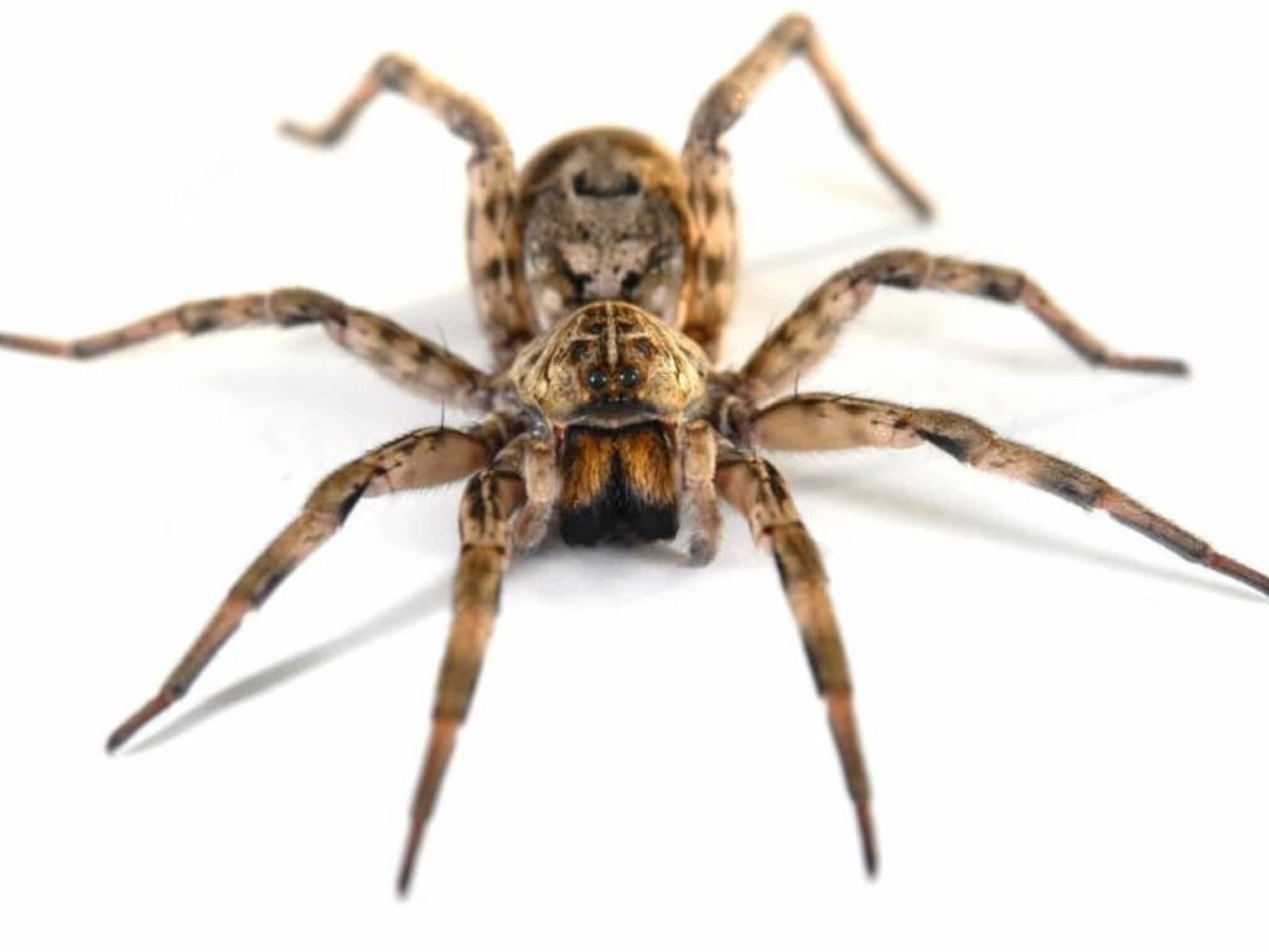 photo Huron Pest Control