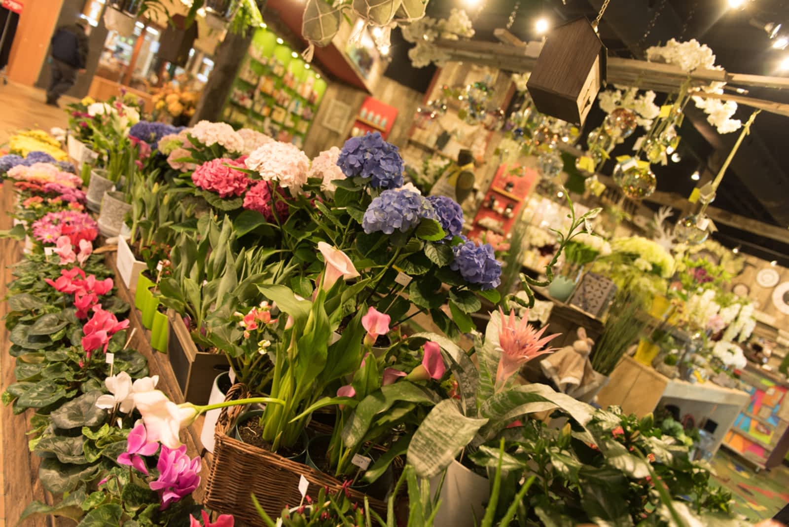 Fleurs Pensées Senc Opening Hours 145 Boul Saint