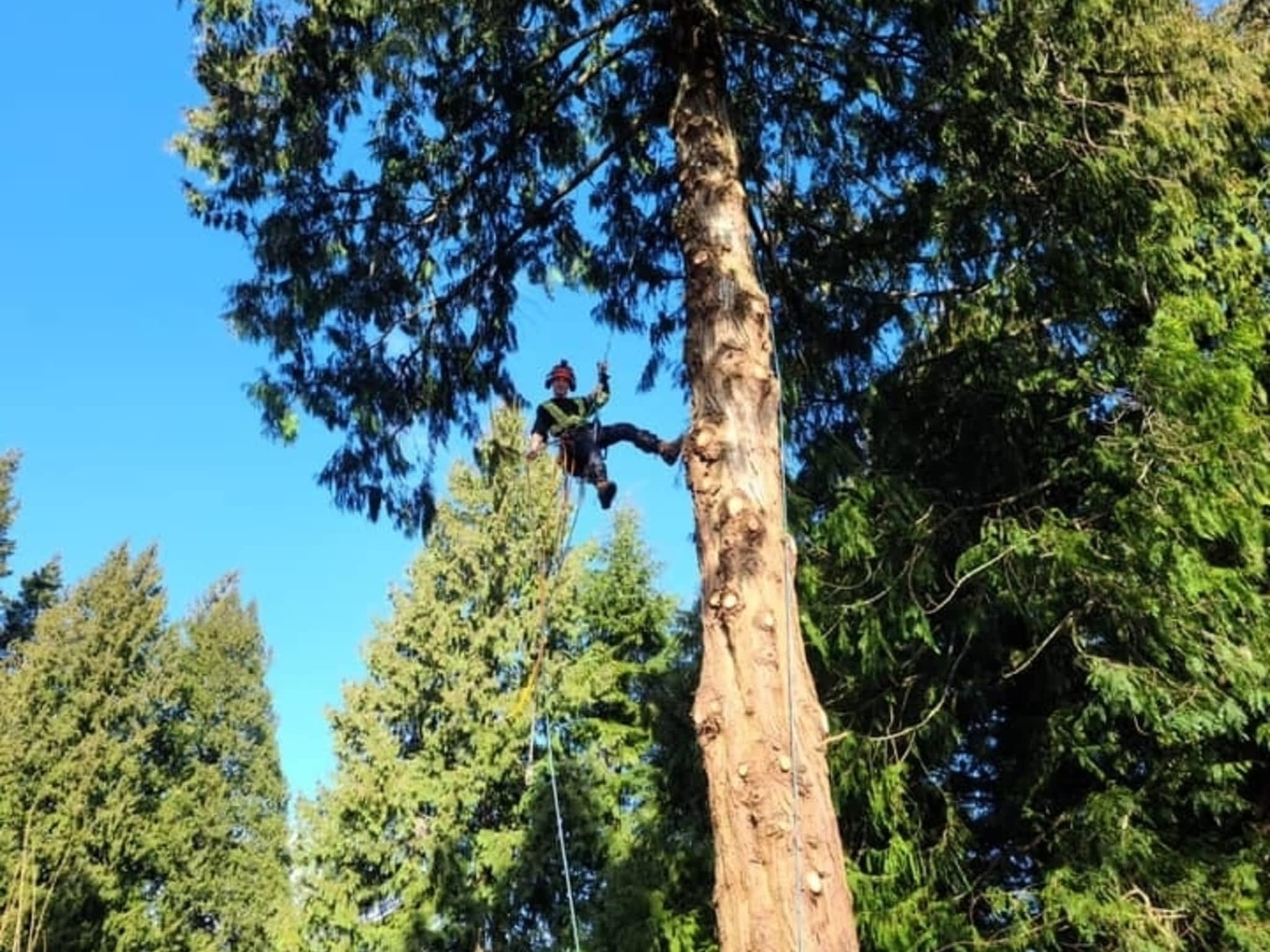 photo Flex Tree Service