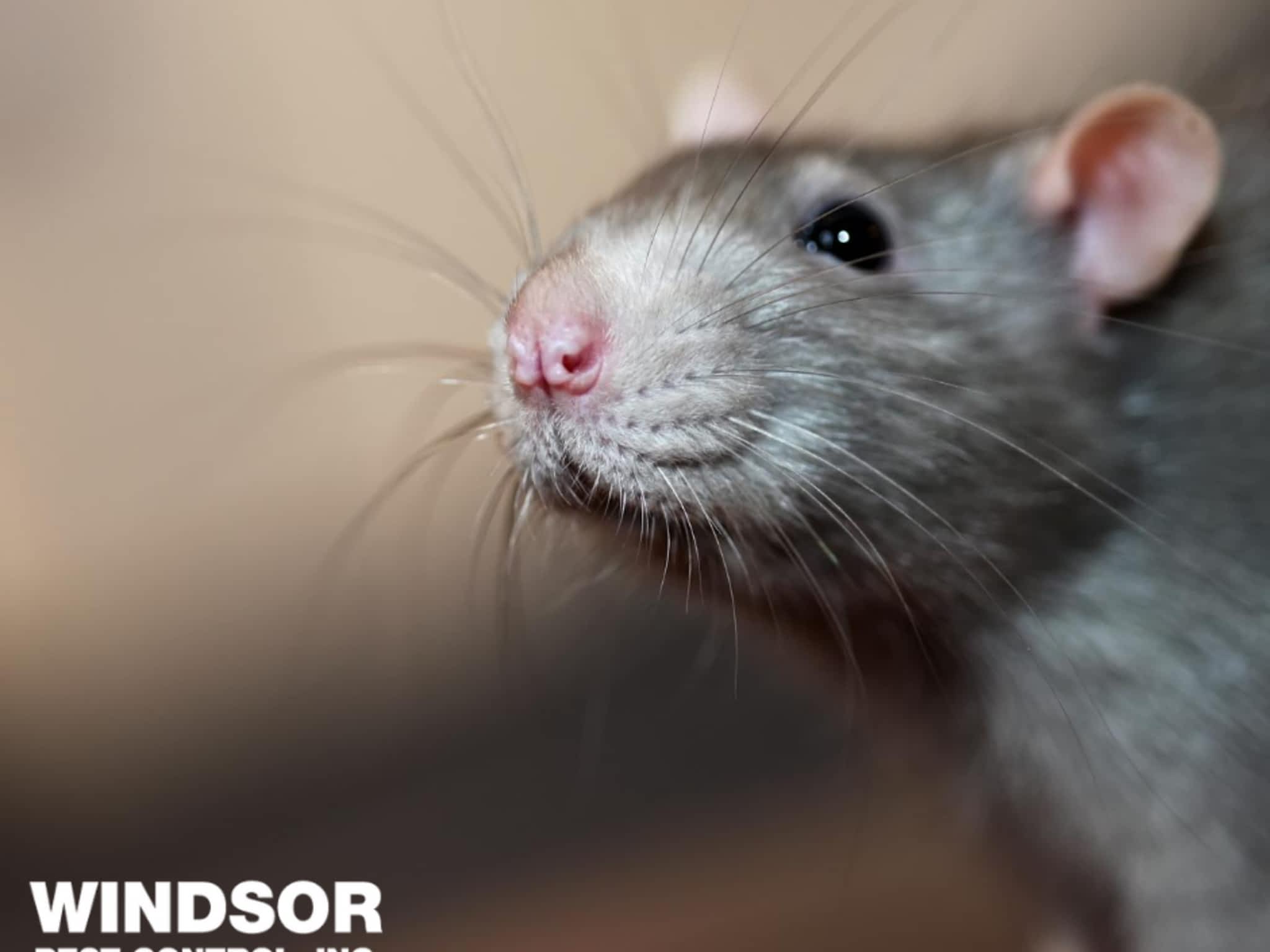 photo Windsor Pest Control