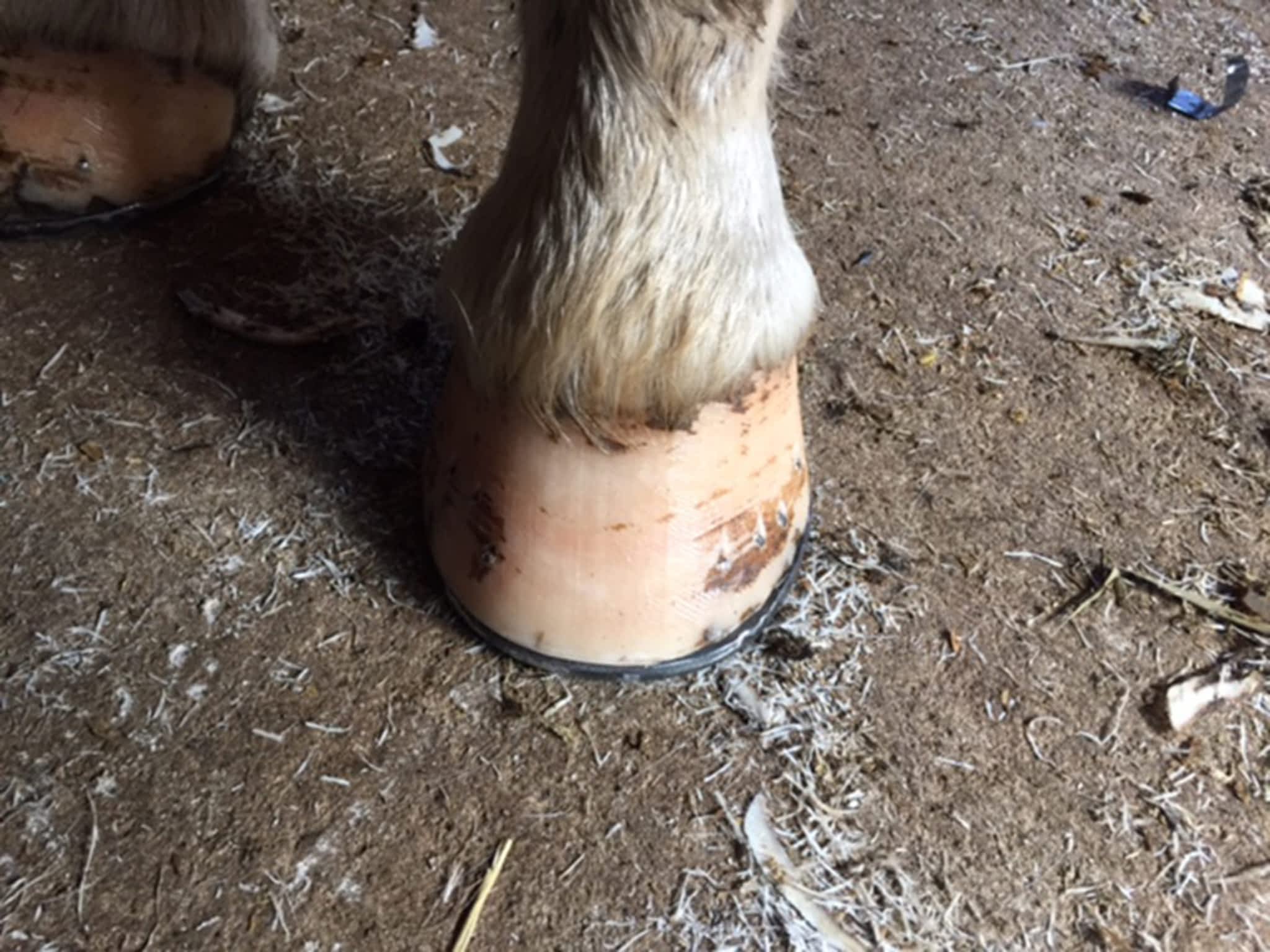 photo Western Rose Farrier