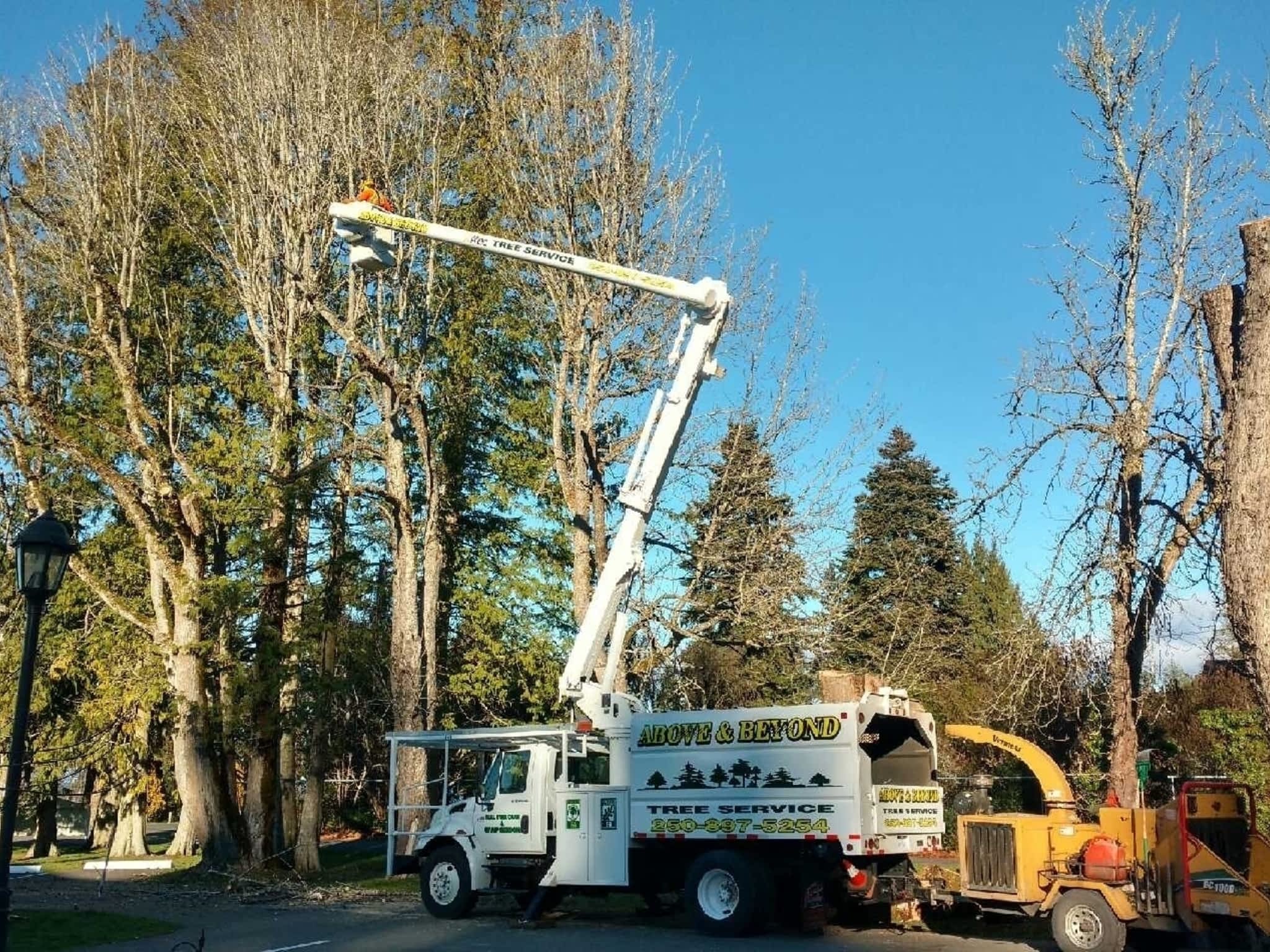 photo Above & Beyond Tree Service