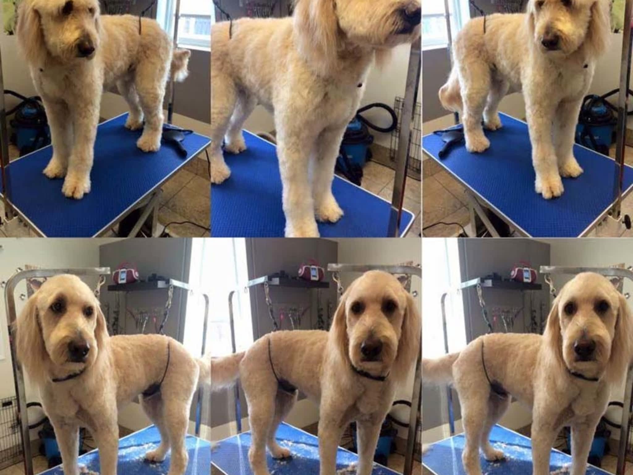 photo Tangles 2 Tame Dog Grooming