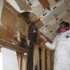 Mold Experts - Mould Removal & Control