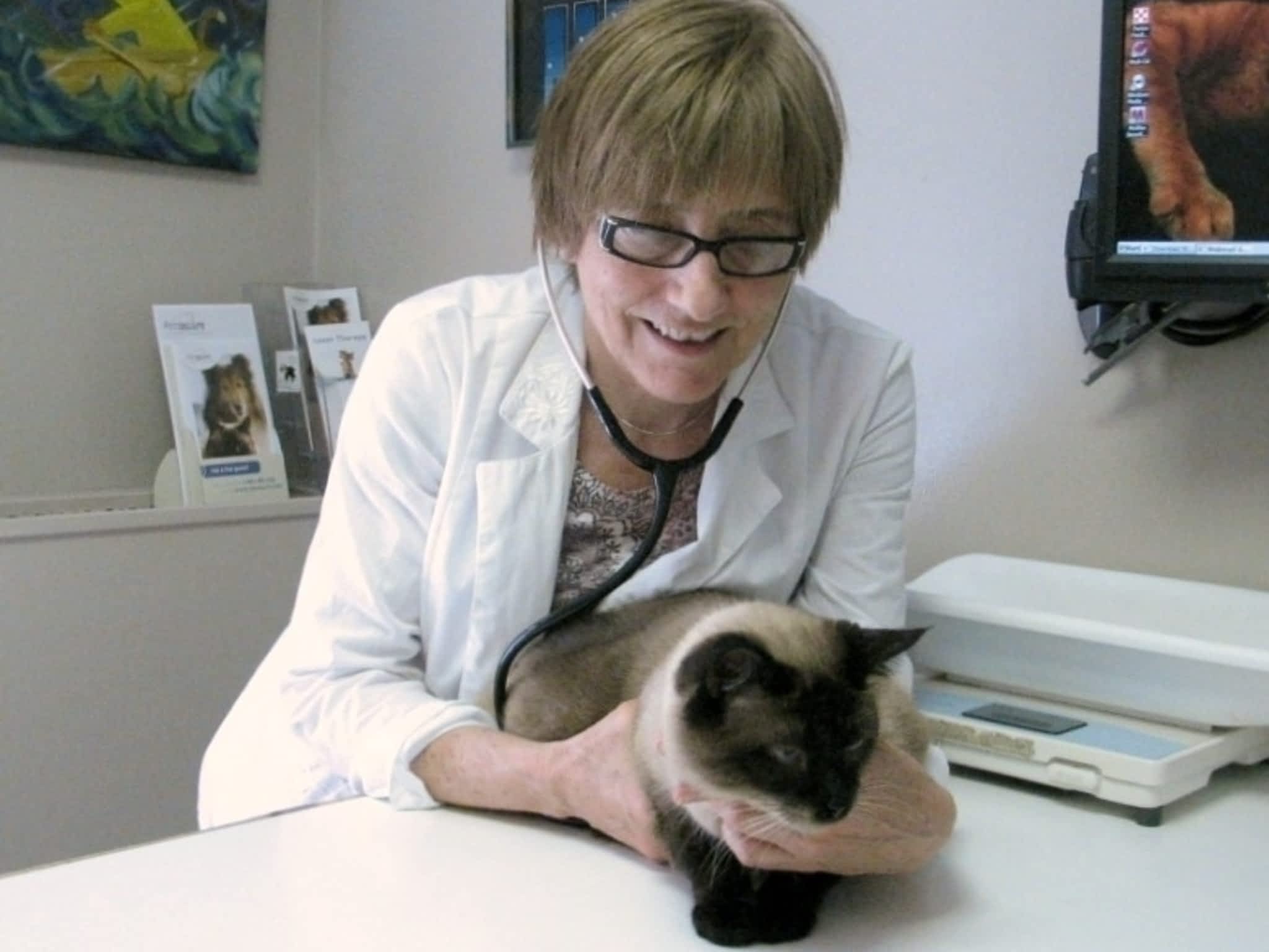 photo The Cat Clinic