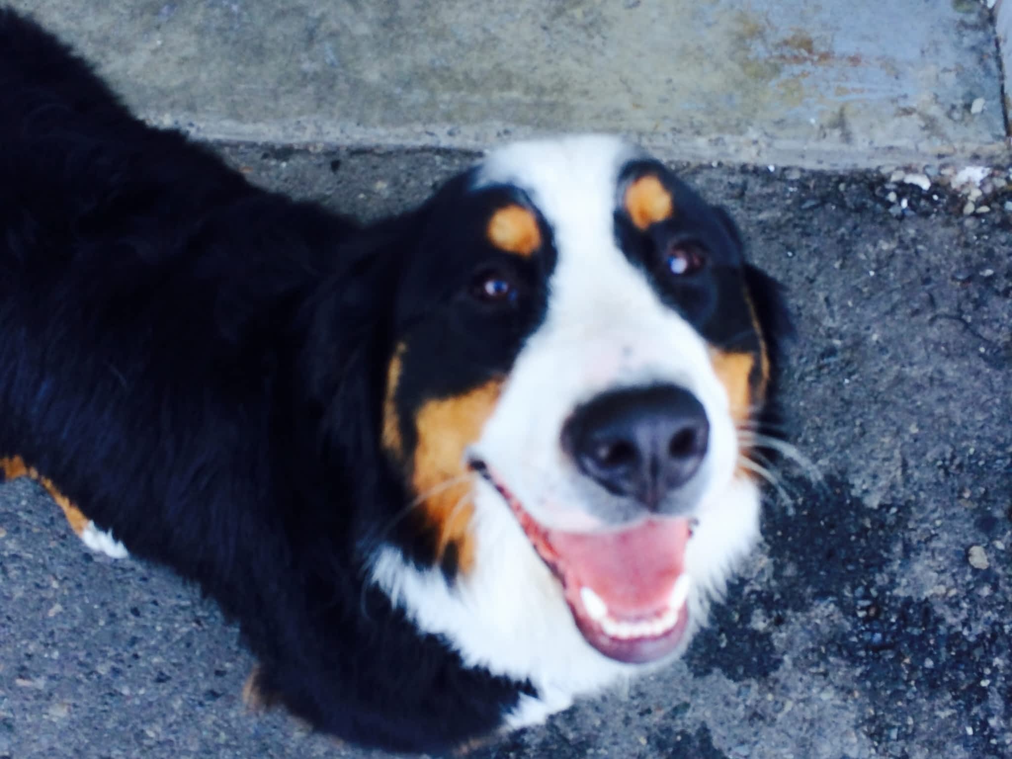 photo My Balanced Dog