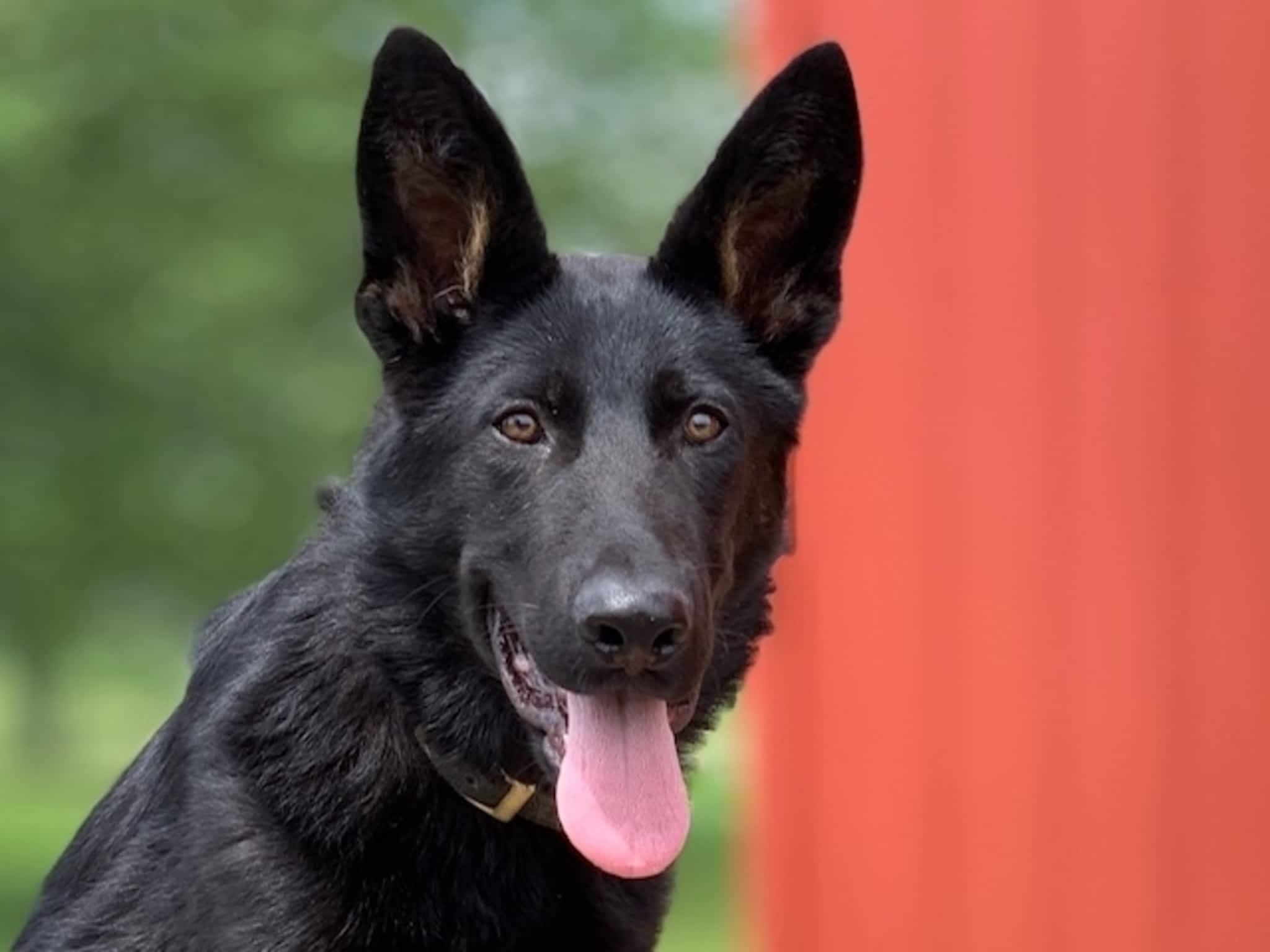 photo Command Control K-9